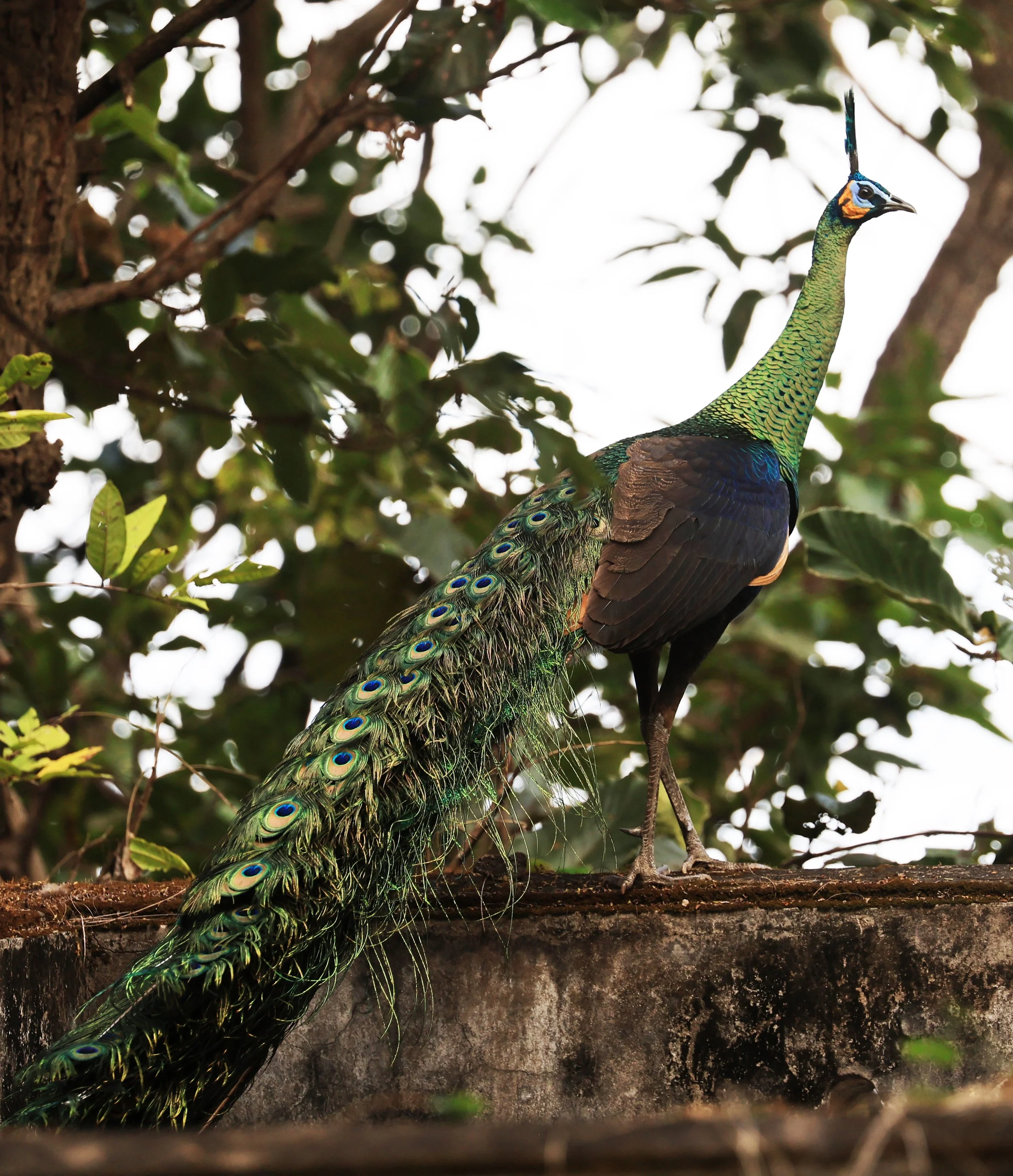 Green Peafowl (Pavo muticus) Doi Butsarakham Phayao Province (15).jpg