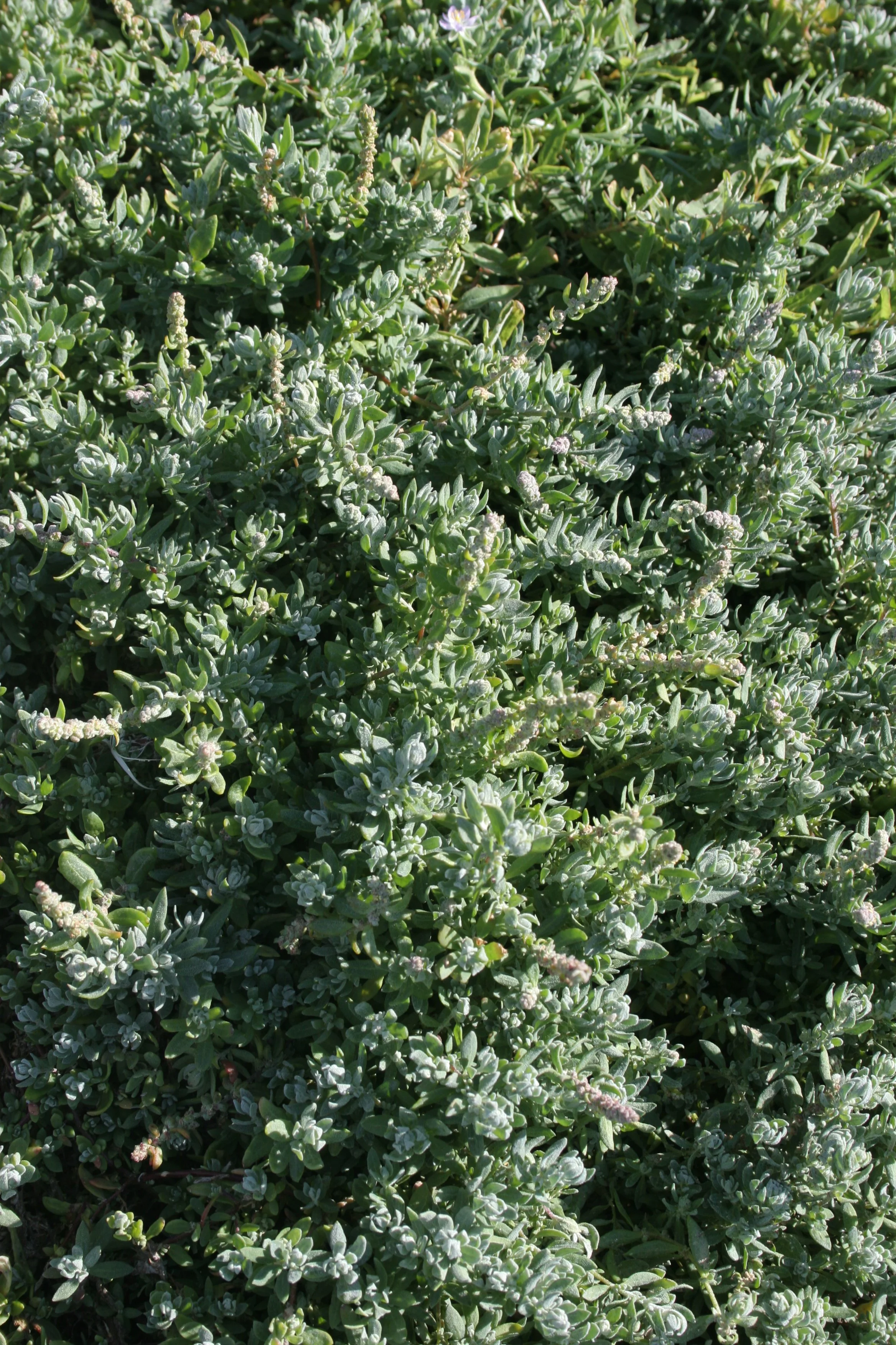 CALIFORNIA - CHANNEL ISLANDS NP - ANACAPA ISLAND  - Atriplex species.jpg