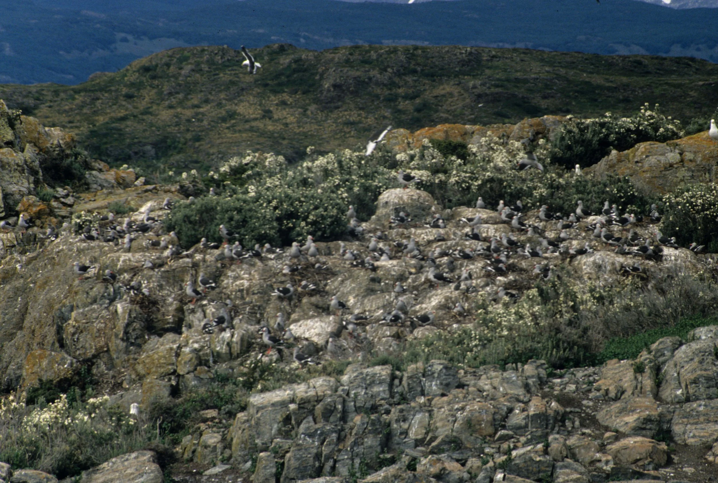 BIRD - GULL - DOLPHIN - BEAGLE CHANNEL.jpg