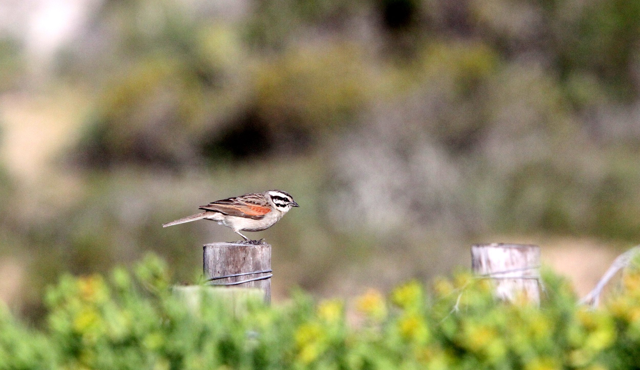 Cape Bunting (Emberiza capensis) West Coast NP South Africa (3).JPG
