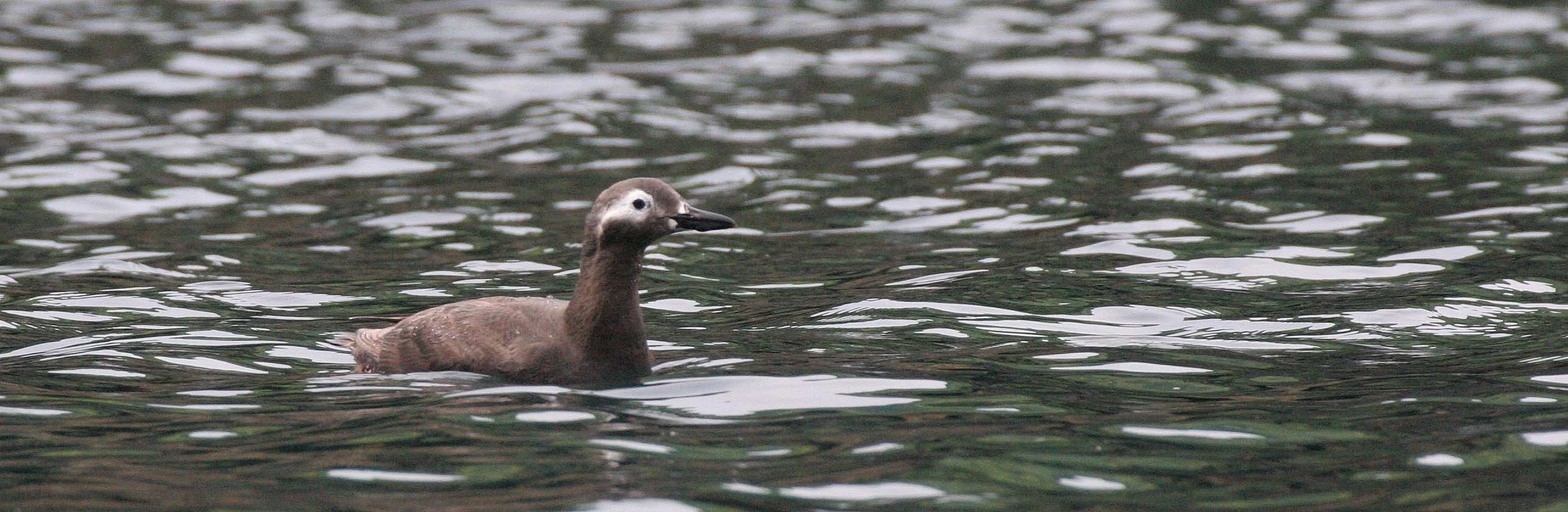 Cepphus carbo - SPECTACLED GUILLEMOT - MONERON ISLAND RUSSIA (24).jpg