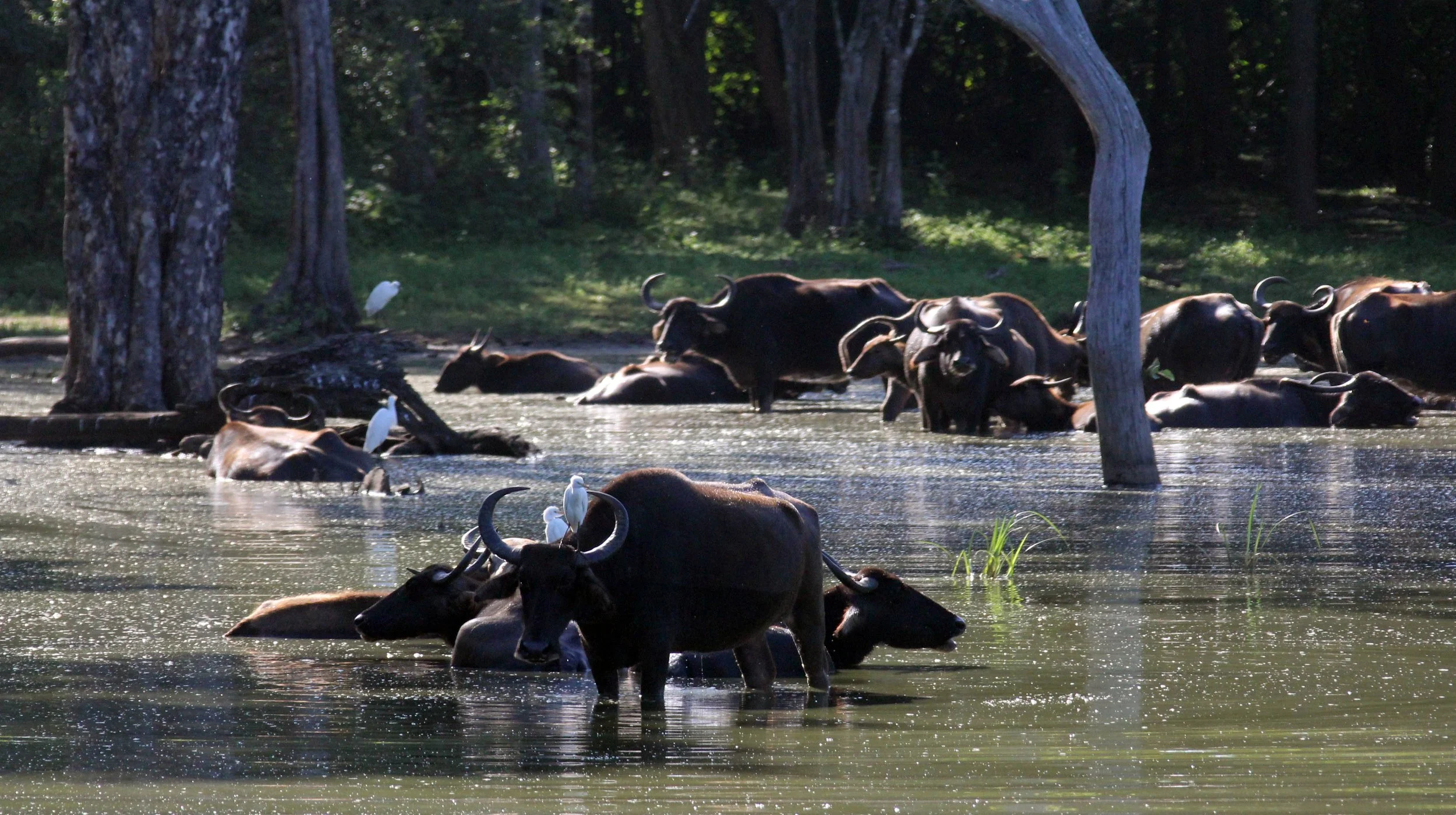 BUFFALO - DOMESTIC RIVER BUFFALO - Bubalus bubalus var. bubalis - UDAWALAWA NATIONAL PARK SRI LANKA (12).JPG