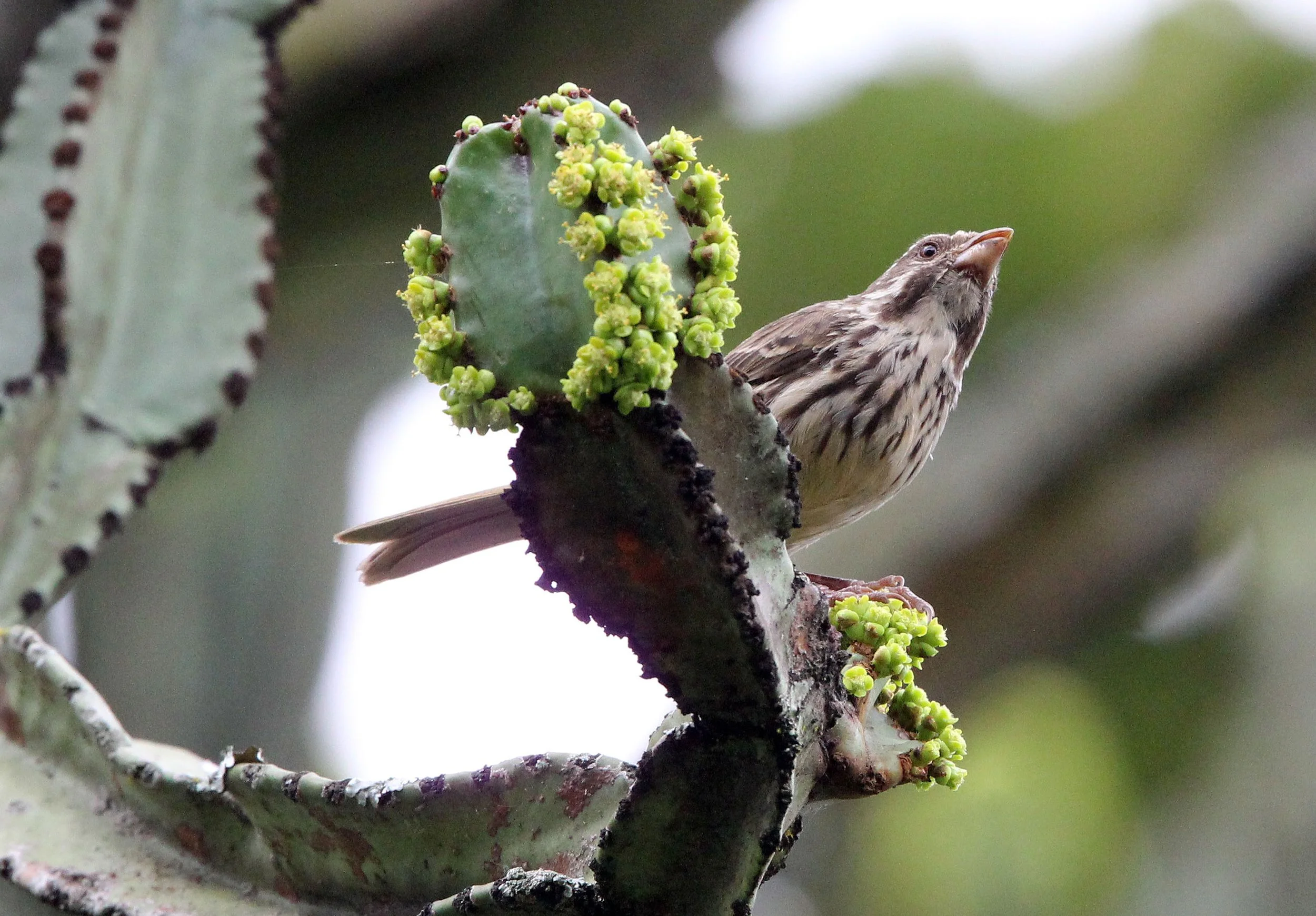 Streaky Seedeater (Crithagra striolata) Ruhengeri Rwanda (3).JPG