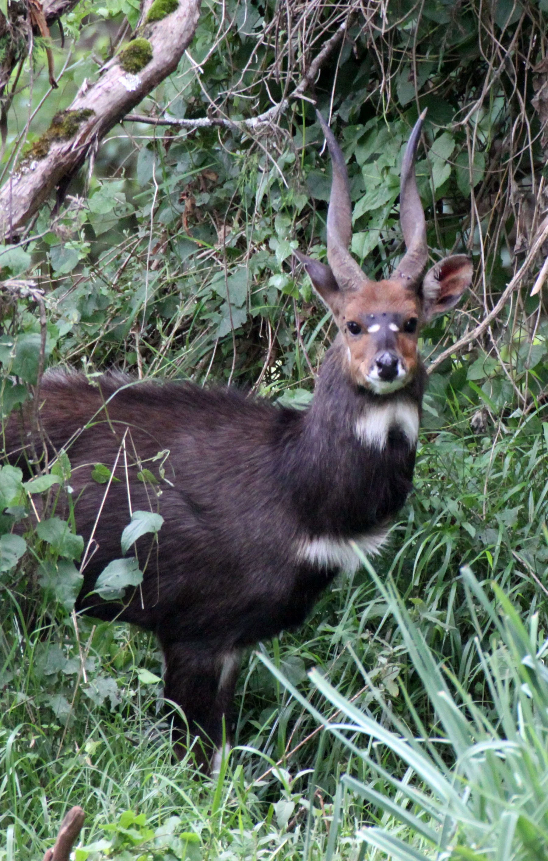 BUSHBUCK - MENELIK'S BUSHBUCK - Tragelaphus meneliki - BALE MOUNTAINS NATIONAL PARK ETHIOPIA (171).JPG