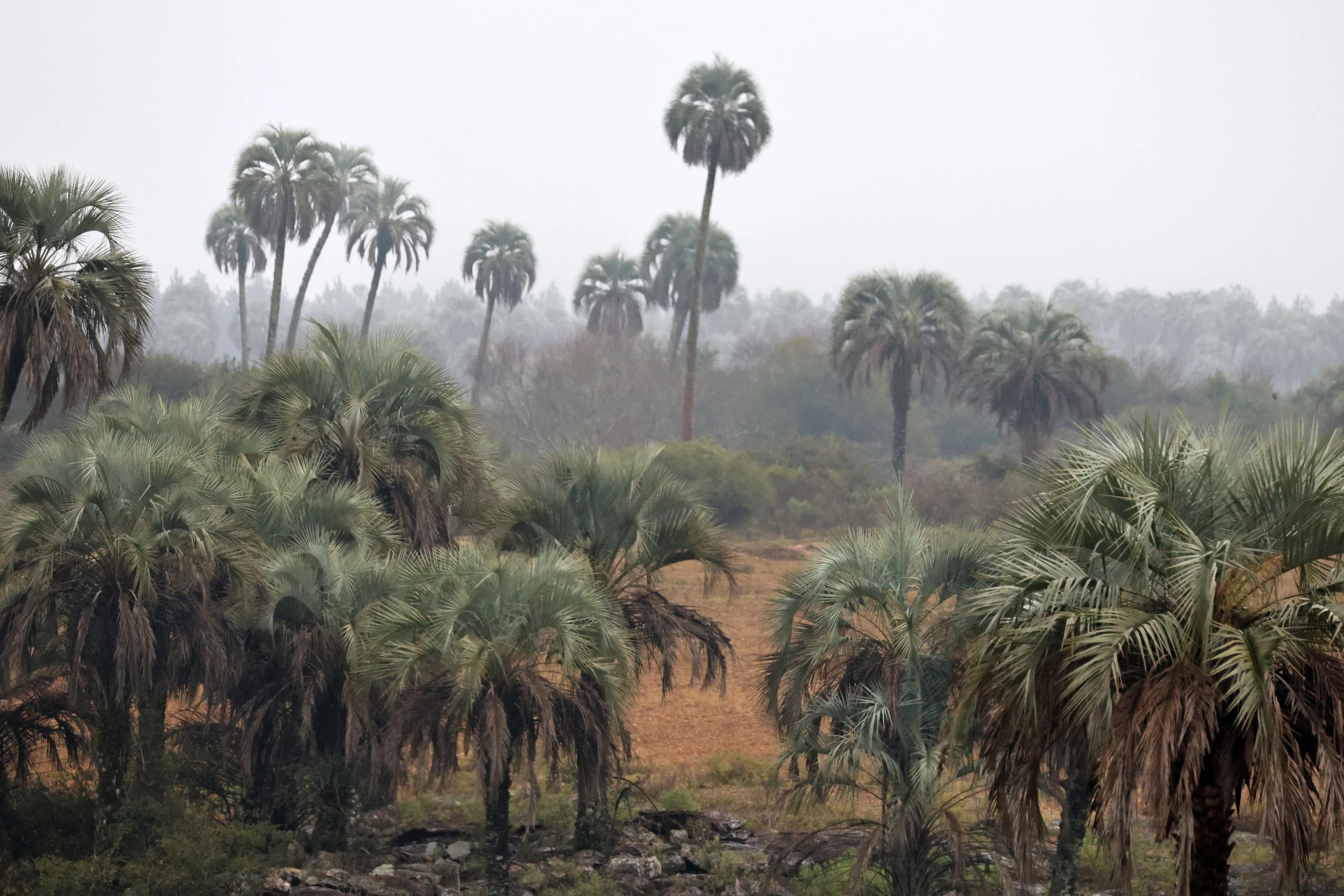 The Yatay Palm forests often broke up in to semi open savanna providing grasslands for many species of fauna to call home.