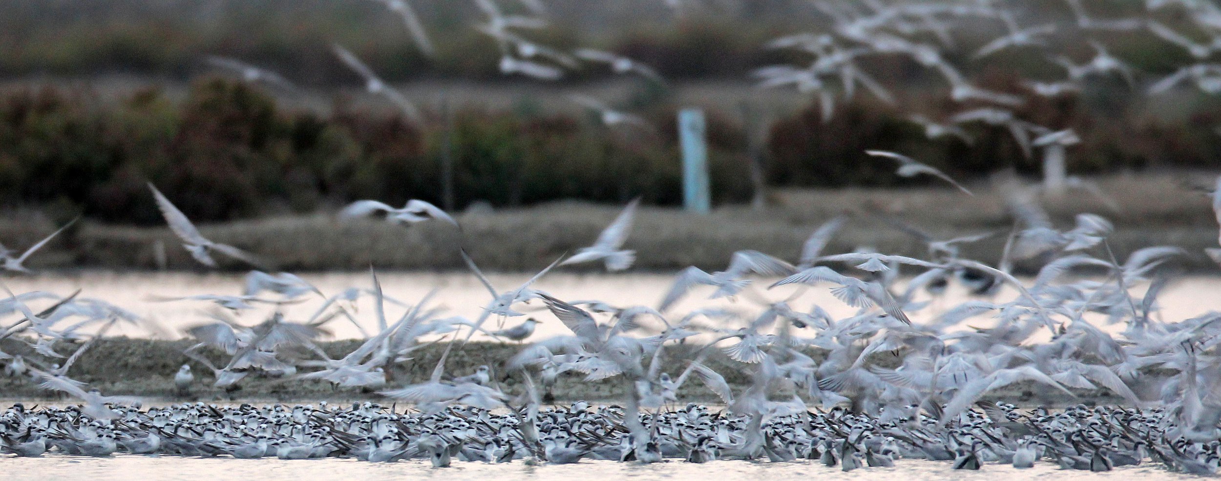 BIRD - TERN SPECIES MIXED FLOCK - WHISKERED AND LITTLE - KOK KHAM MAJACHAI  SALT PONDS - THAILAND (20).JPG