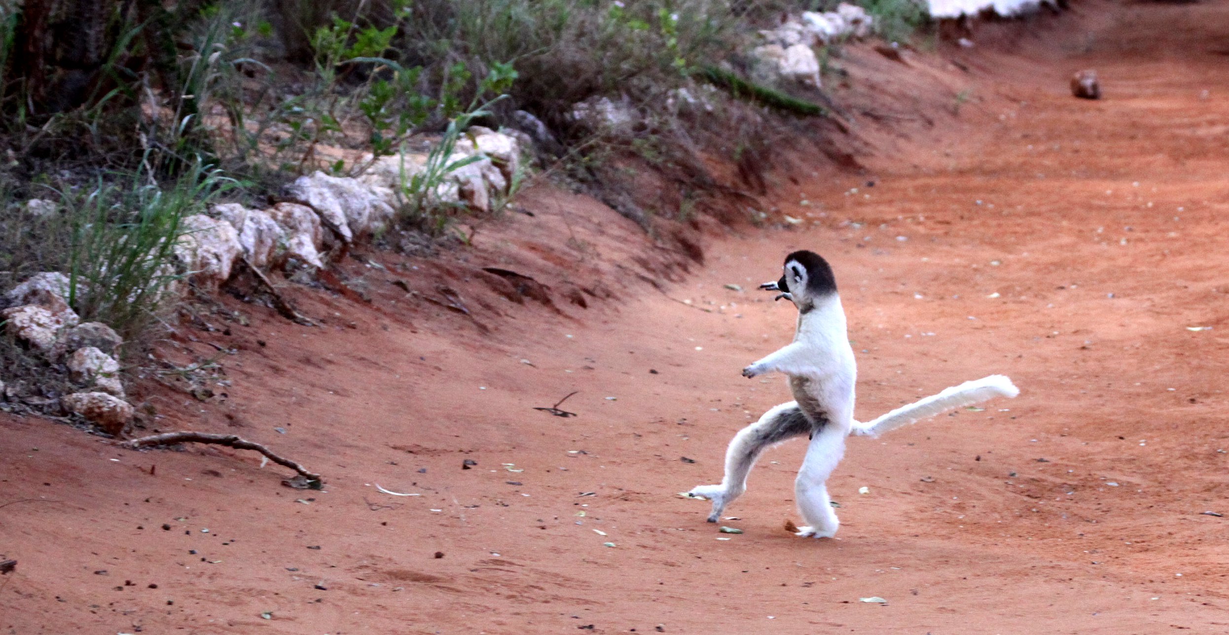 INDRIIDAE - Propithecus verreauxi - VERREAUX'S SIFAKA - ANDOHAHELA NATIONAL PARK MADAGASCAR (18).JPG