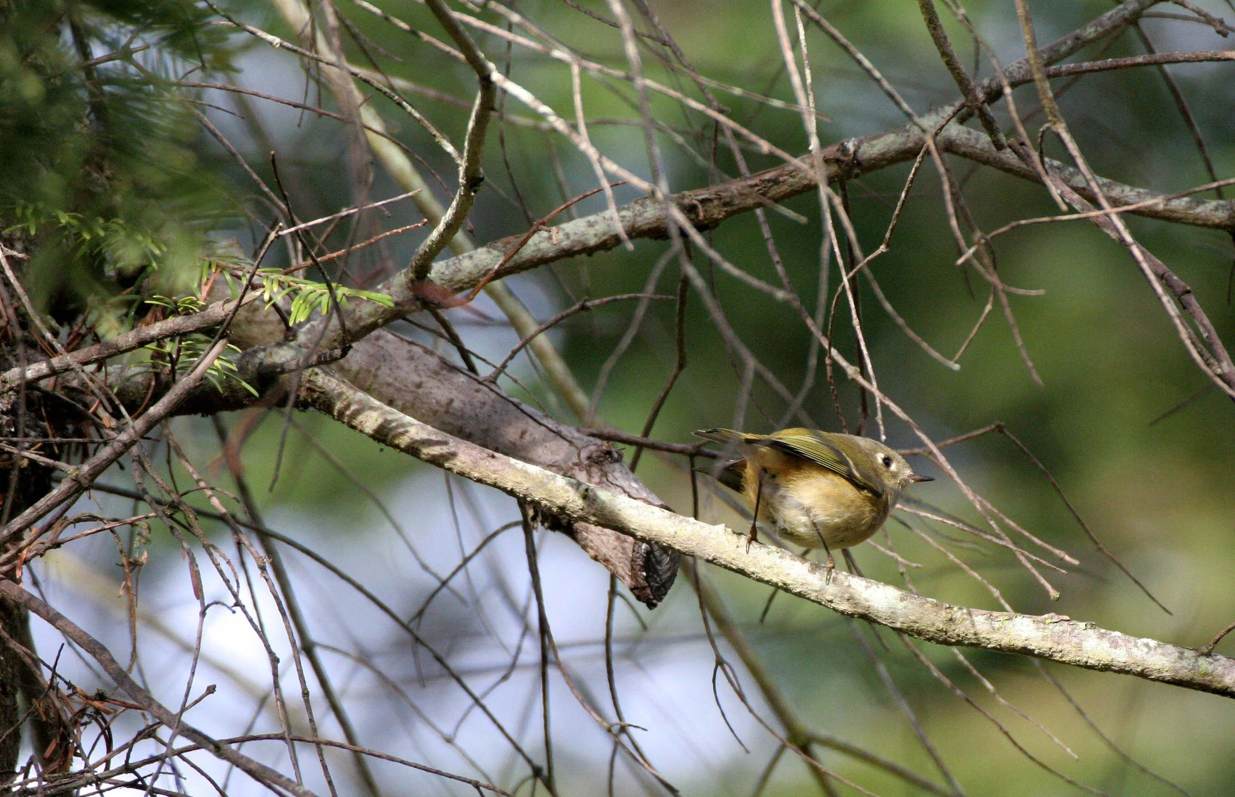 BIRD - VIREO - HUTTONS - LAKE FARM E.jpg
