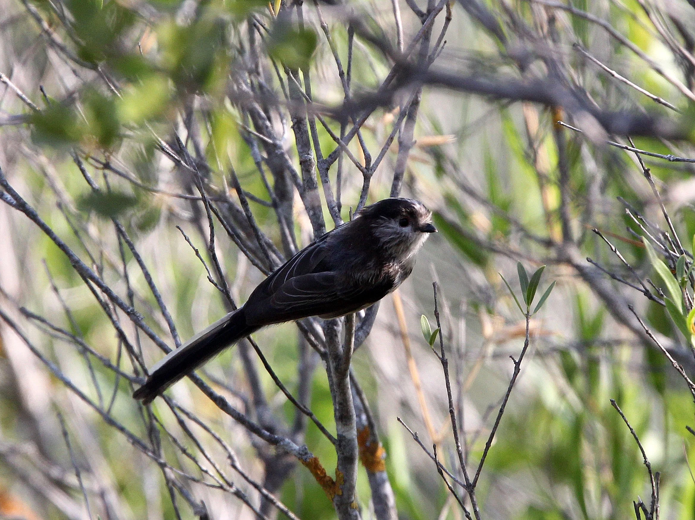 Long-tailed Tit (Aegithalos caudatus europaeus) Sierra de Andujar Spain
