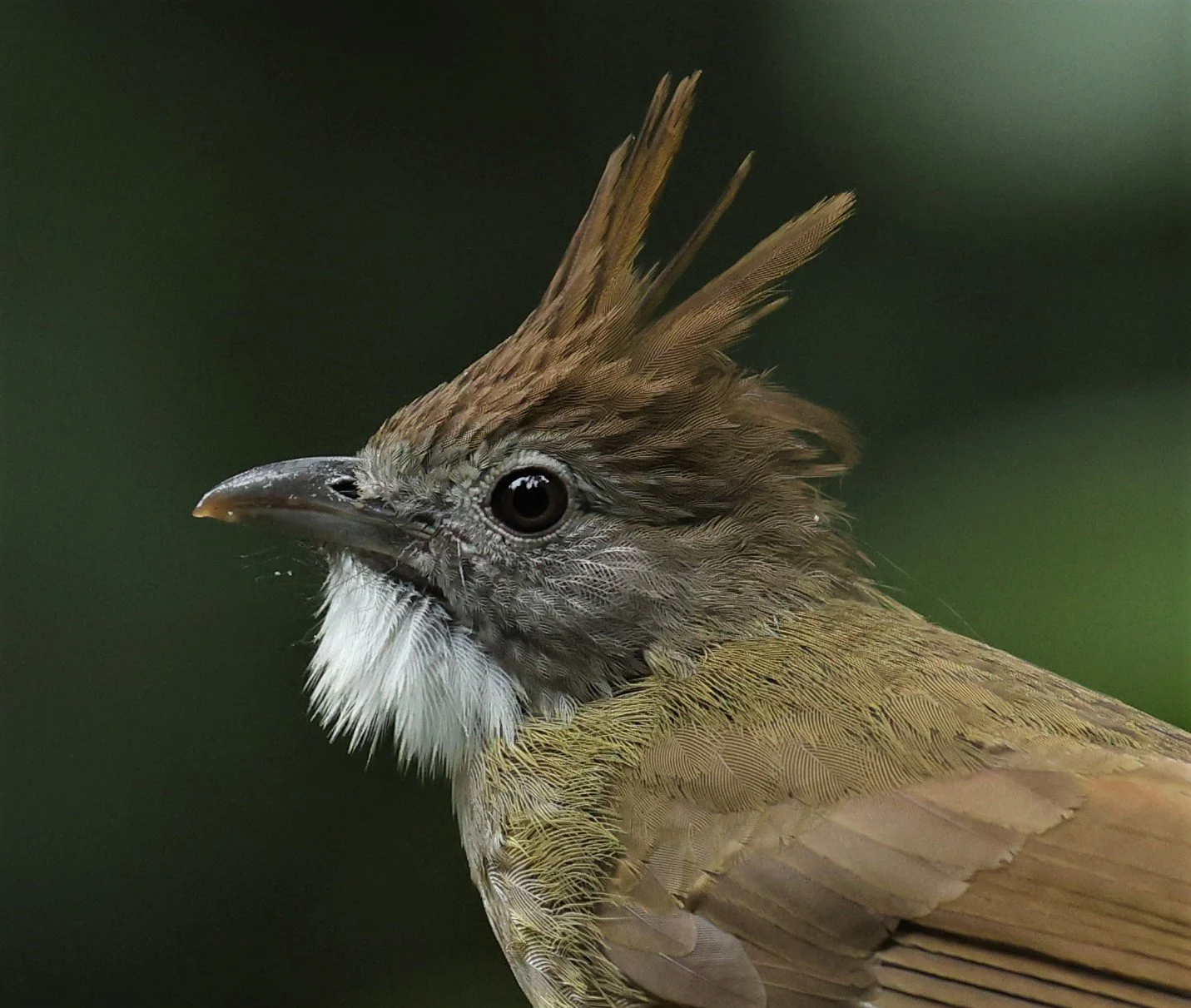BULBUL - PUFF-THROATED BULBUL - Alophoixus pallidus - DOI INTHANON NP CHIANG MAI, DEC 2021 (10).JPG