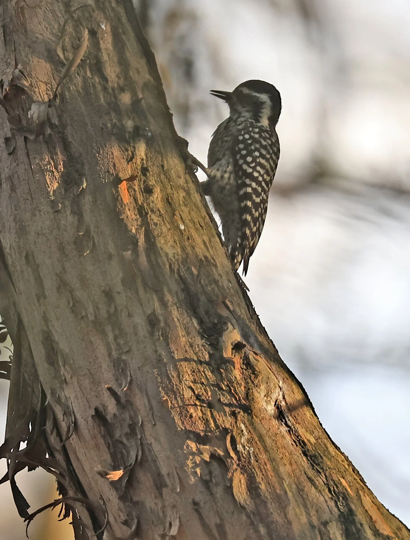 Checkered Woodpecker (Veniliornis mixtus) Estancia Campo'i Paraguay (4).jpg