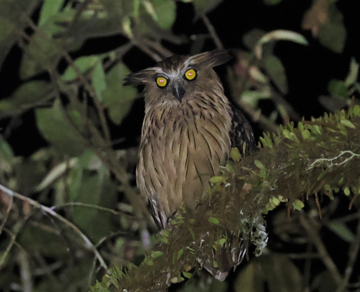 Buffy Fish-Owl (Ketupa ketupu)