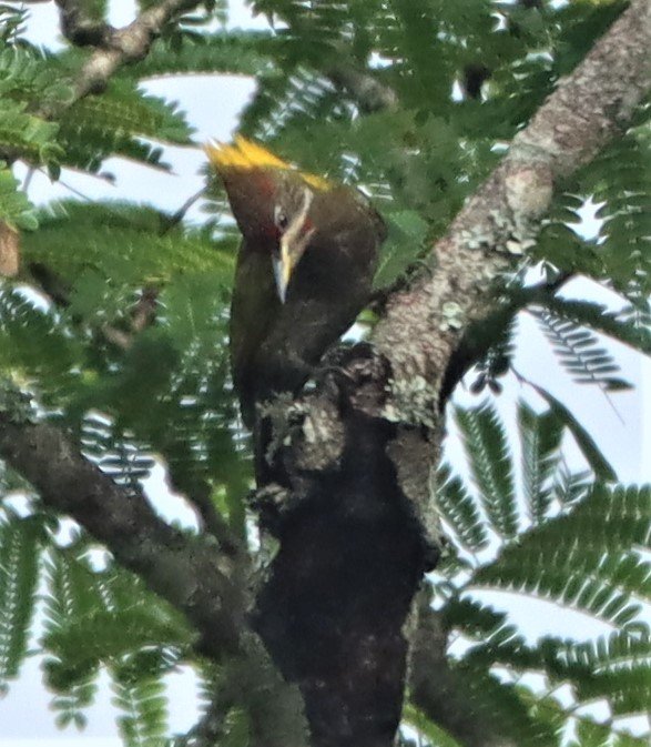 WOODPECKER - LESSER YELLOWNAPE - Picus chlorolophus - DOI LANG CHIANG MAI (9).jpg