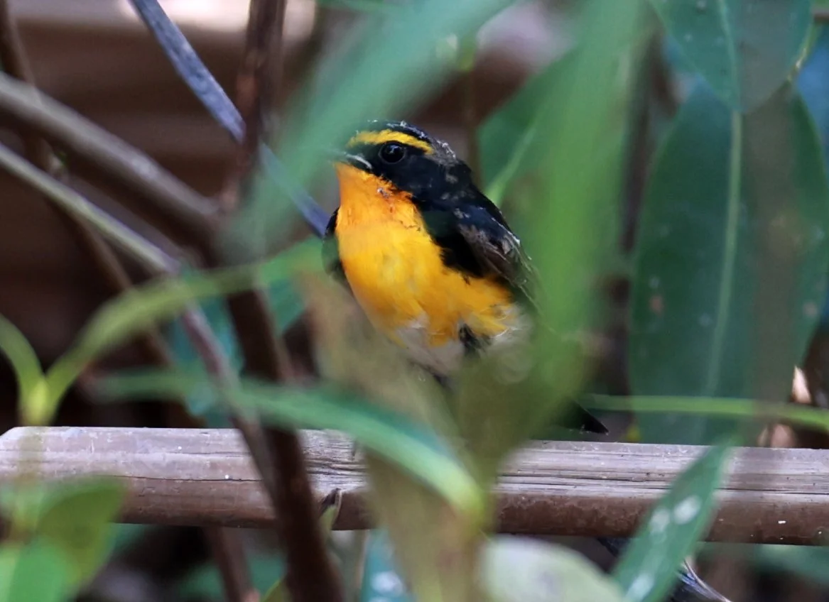 Flycatcher - Narcissus Flycatcher - Ficedula narcissina - Bang Pu Mangrove Forest Reserve, Samut Prakan March 30, 2024 (54).jpg