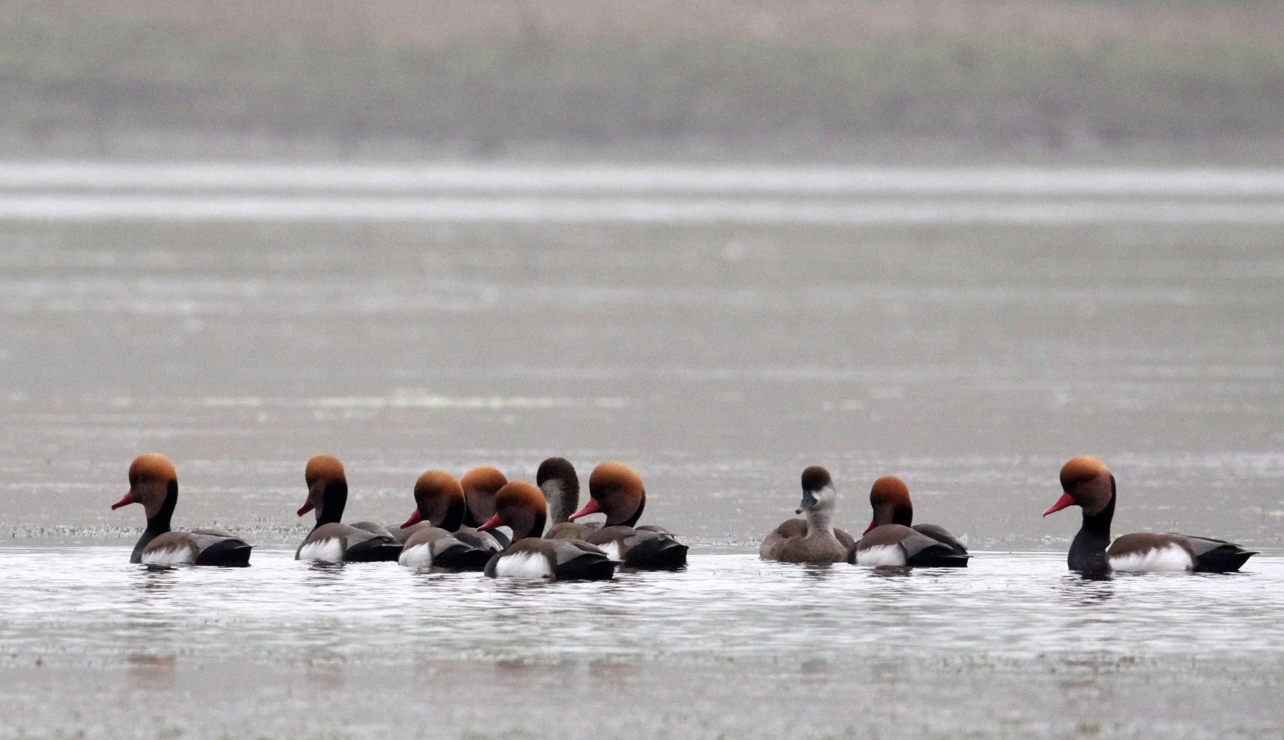POCHARD - RED-CRESTED POCHARD - Netta rufina - CHAMBAL RIVER SANCTUARY INDIA (12).JPG