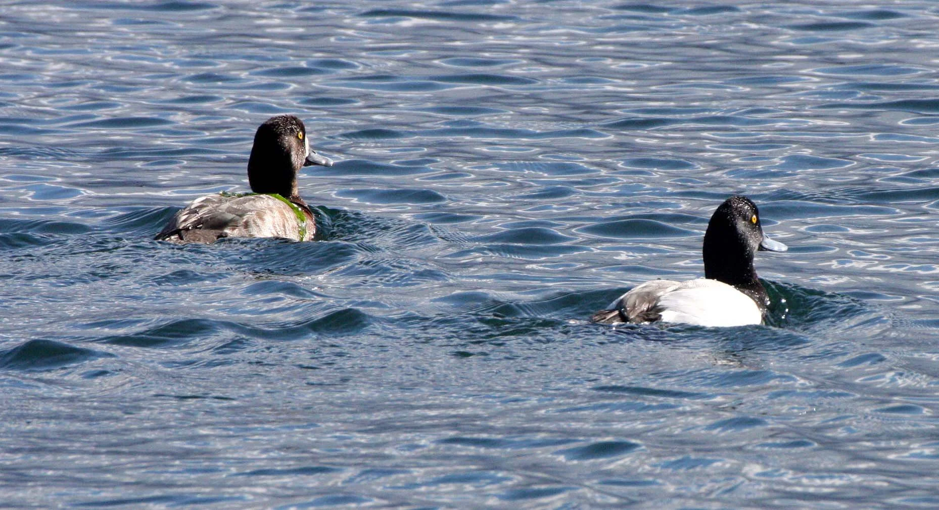 BIRD - DUCK - SCAUP - GREATER SCAUP - PORT ANGELES HARBOR WA (3).JPG