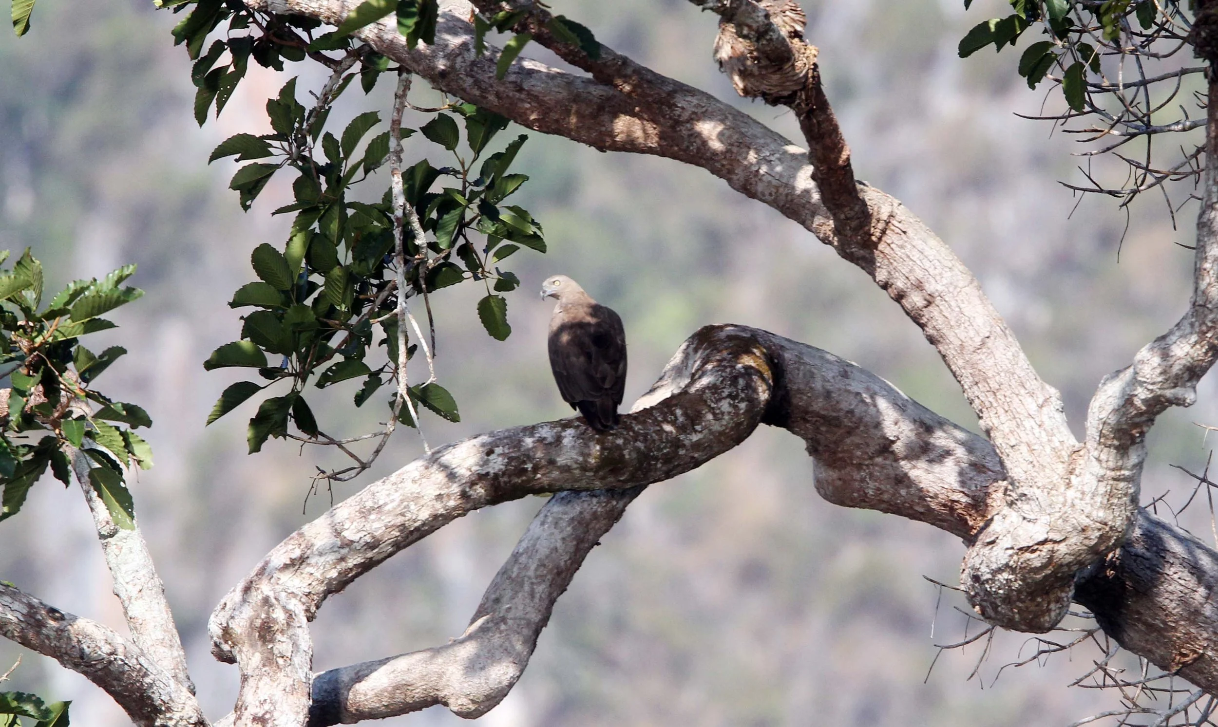 Haliaeetus humilis - LESSER FISH EAGLE - KHAO SOK NATIONAL PARK (4).JPG