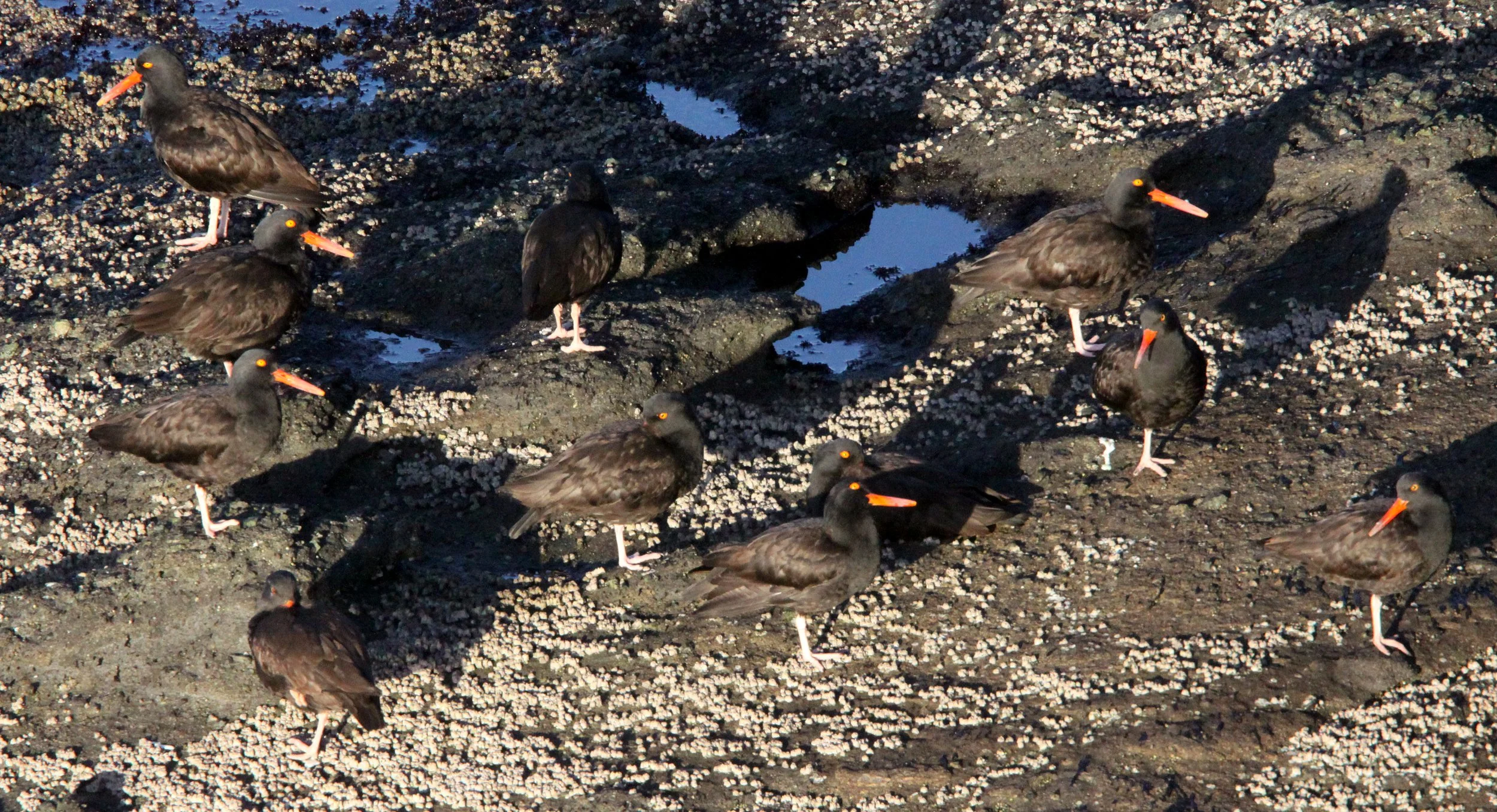 Black Oystercatcher (Haematopus bachmani) Cape Flattery Washington (7).JPG