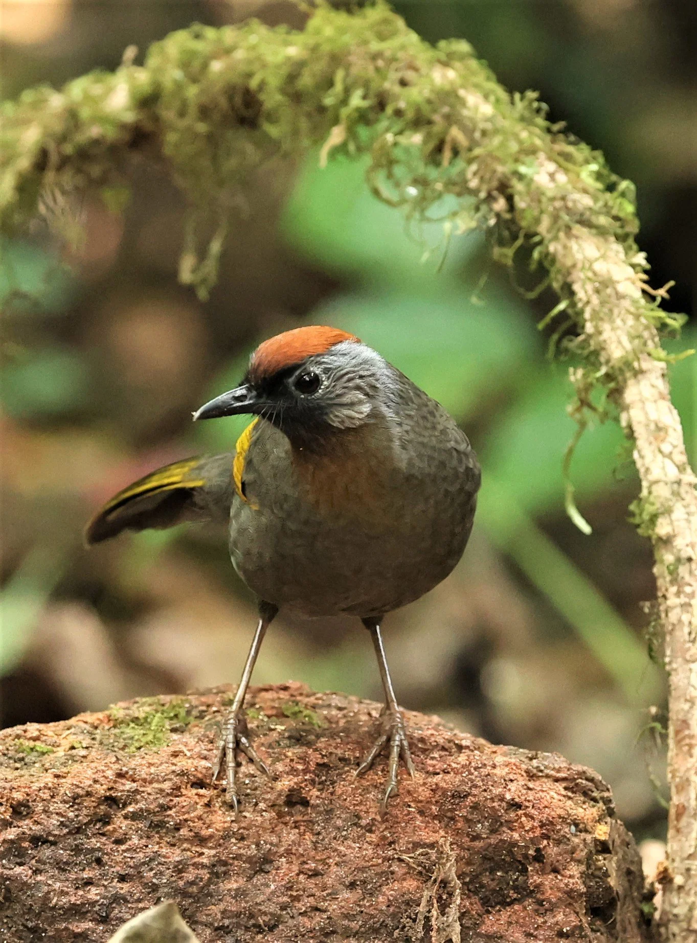 LAUGHINGTHRUSH - SILVER-EARED LAUGHINGTHRUSH - Trochalopteron melanostigma -DOI PHA HOM POK NP DOI LANG EAST FEB 2022 (29).jpg