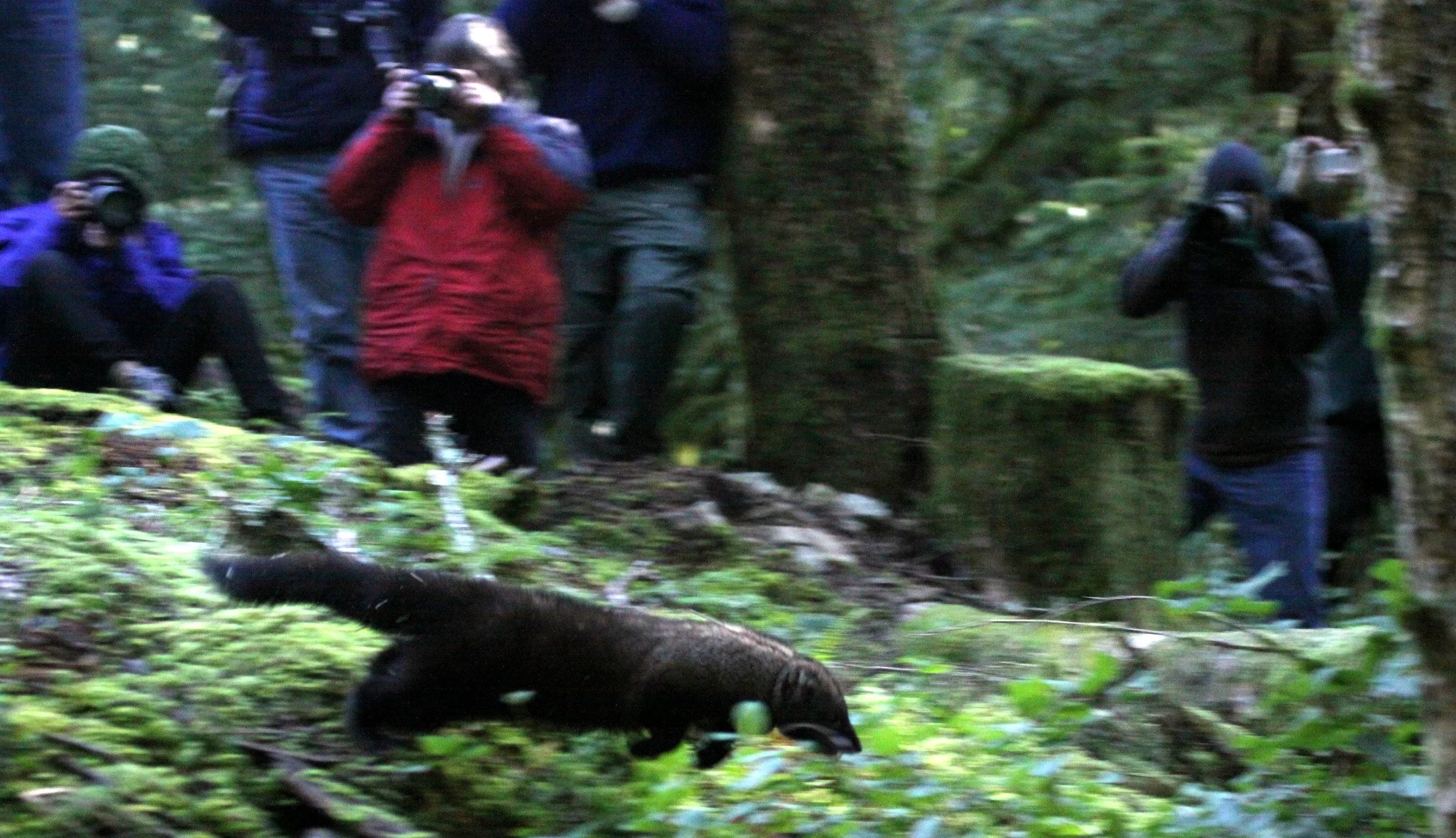 MUSTELID - FISHER - FINAL RELEASE ON 2-20-2010 (36).JPG