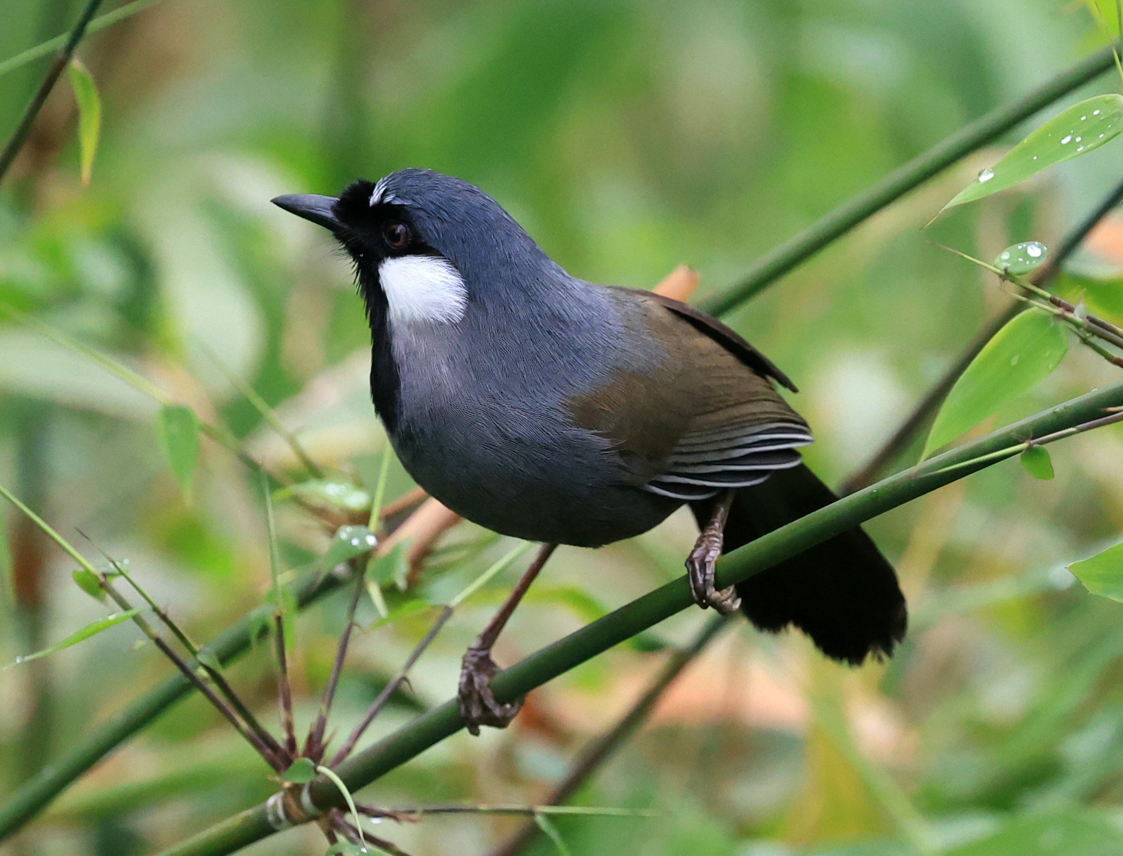 Black-throated Laughingthrush (Pterorhinus chinensis) Khao Yai National Park Feb 2026 Day 2 (74).jpg