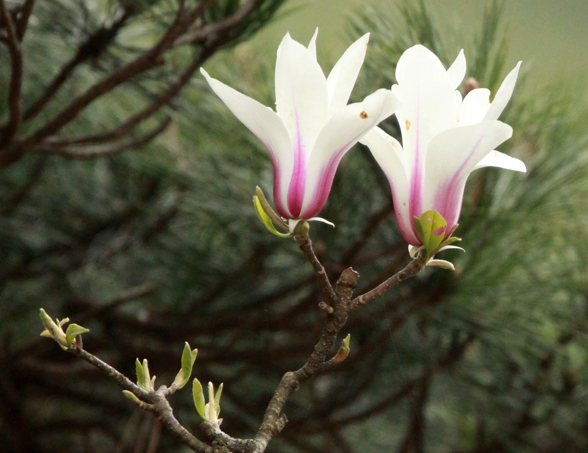 HUANGSHAN NATIONAL PARK ANHUI PROVINCE CHINA (276).JPG