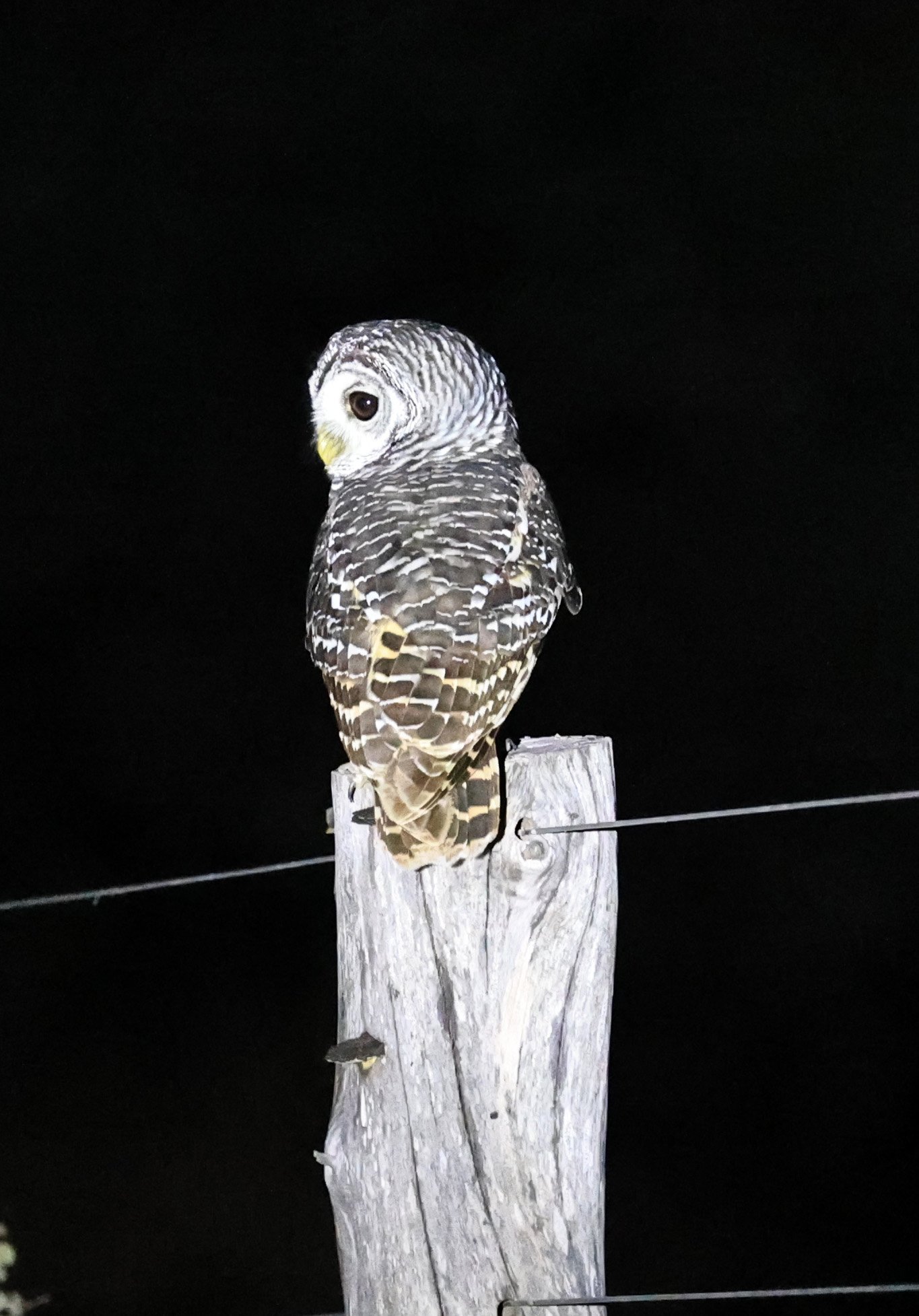 Chaco Owl (Strix chacoensis) Fortin Toledo Paraguay (4).jpg