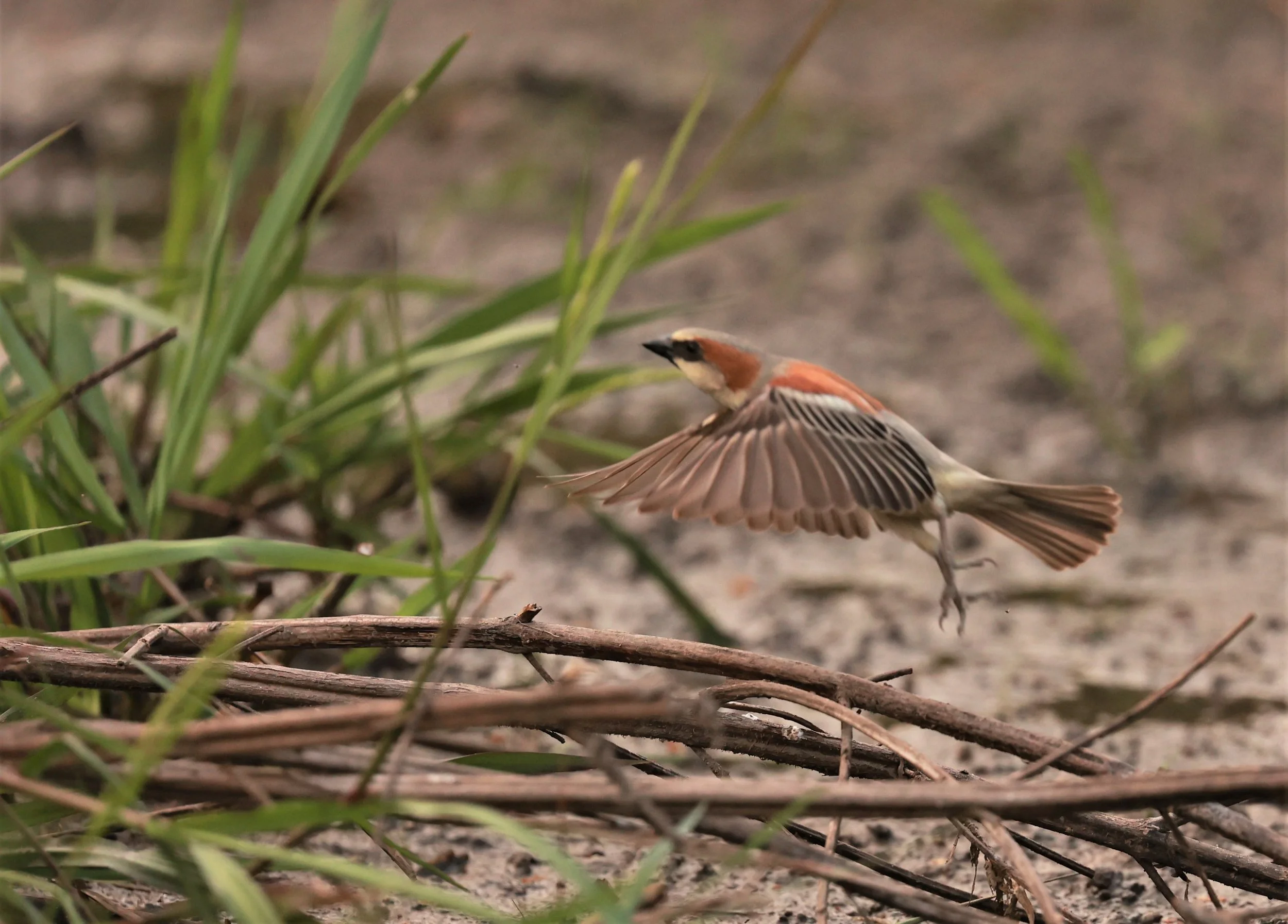 Plain-backed Sparrow (Passer flaveolus) Pathum Thani Rice Research Center (9).jpg