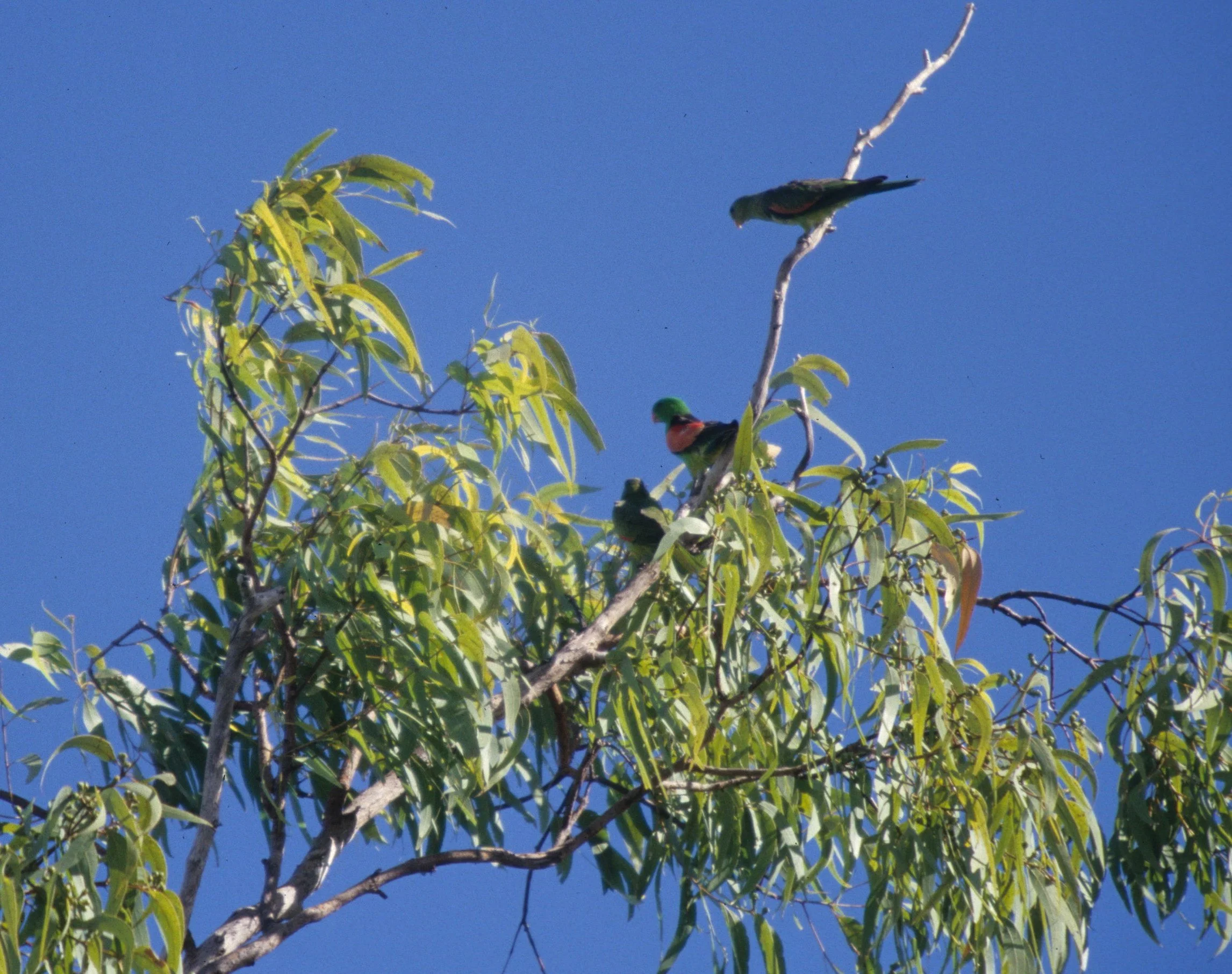 BIRD - PARROT - RED-WINGED PARROT - DAINTREE FOREST QUEENSLAND.jpg