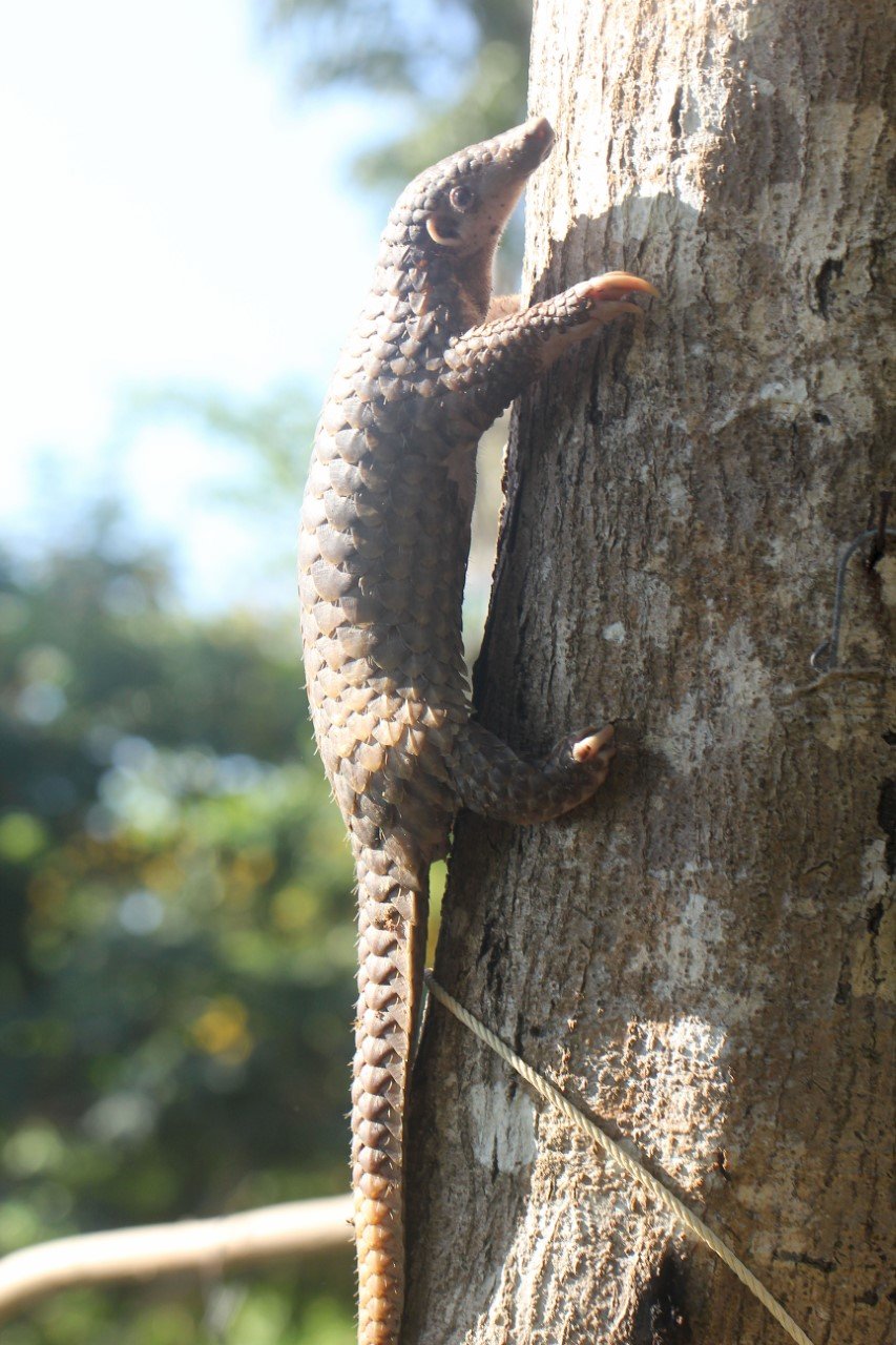Manis javanica - SUNDA PANGOLIN - THE OTHERSIDE VILLAS MU KOH LANTA THAILAND (32).jpg