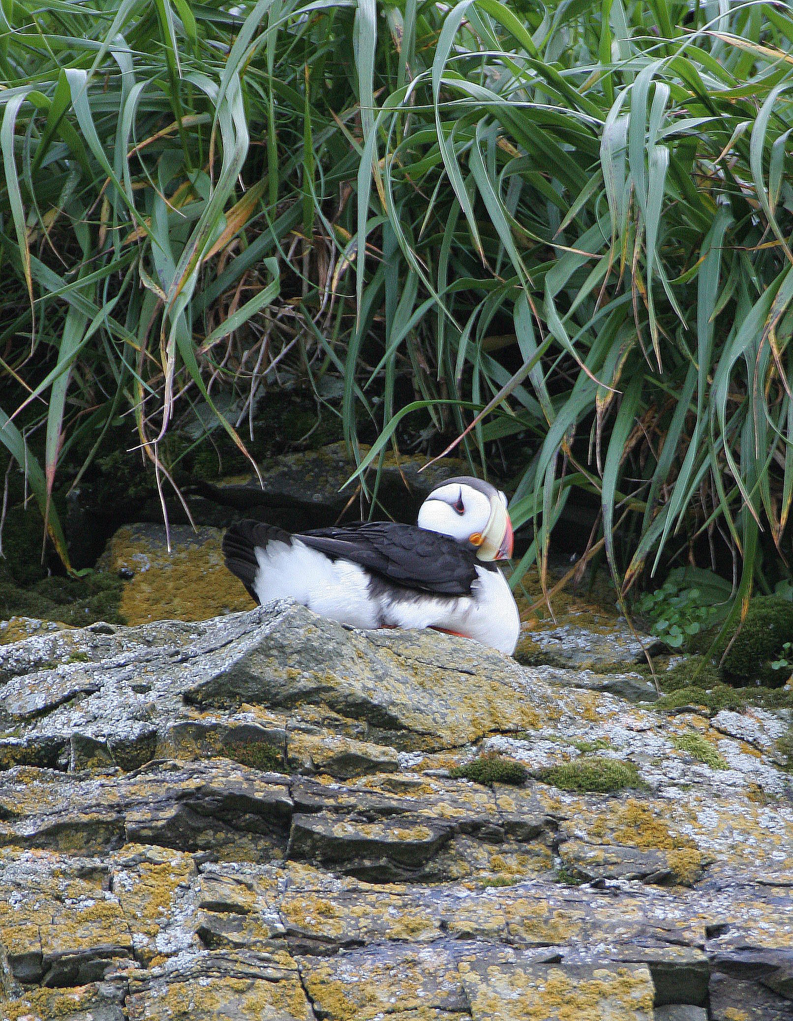 Fratercula corniculata - HORNED PUFFIN - ROOKERY ON MEDNY ISLAND COMMANDERS (2).jpg