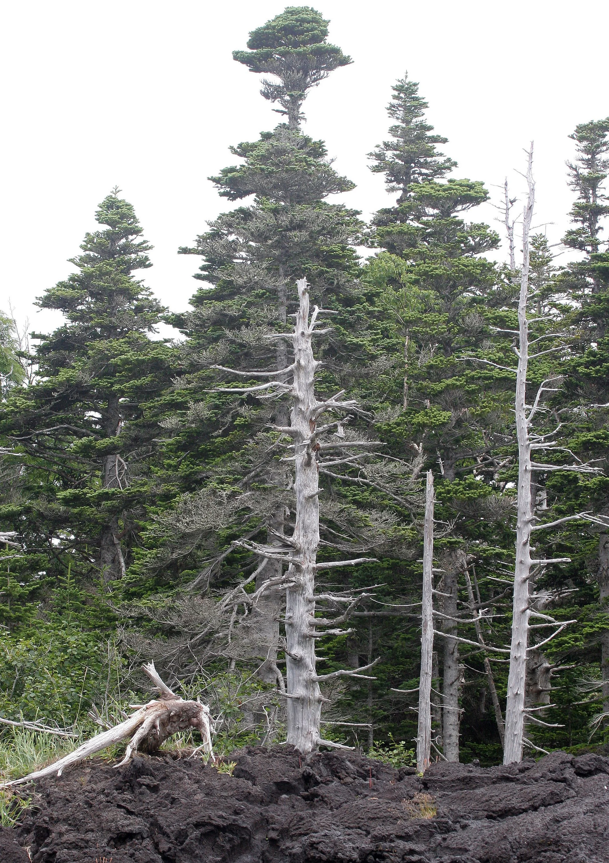 KURIL ISLANDS - VIEWS LANDSCAPES AND GEOLOGY (25).jpg