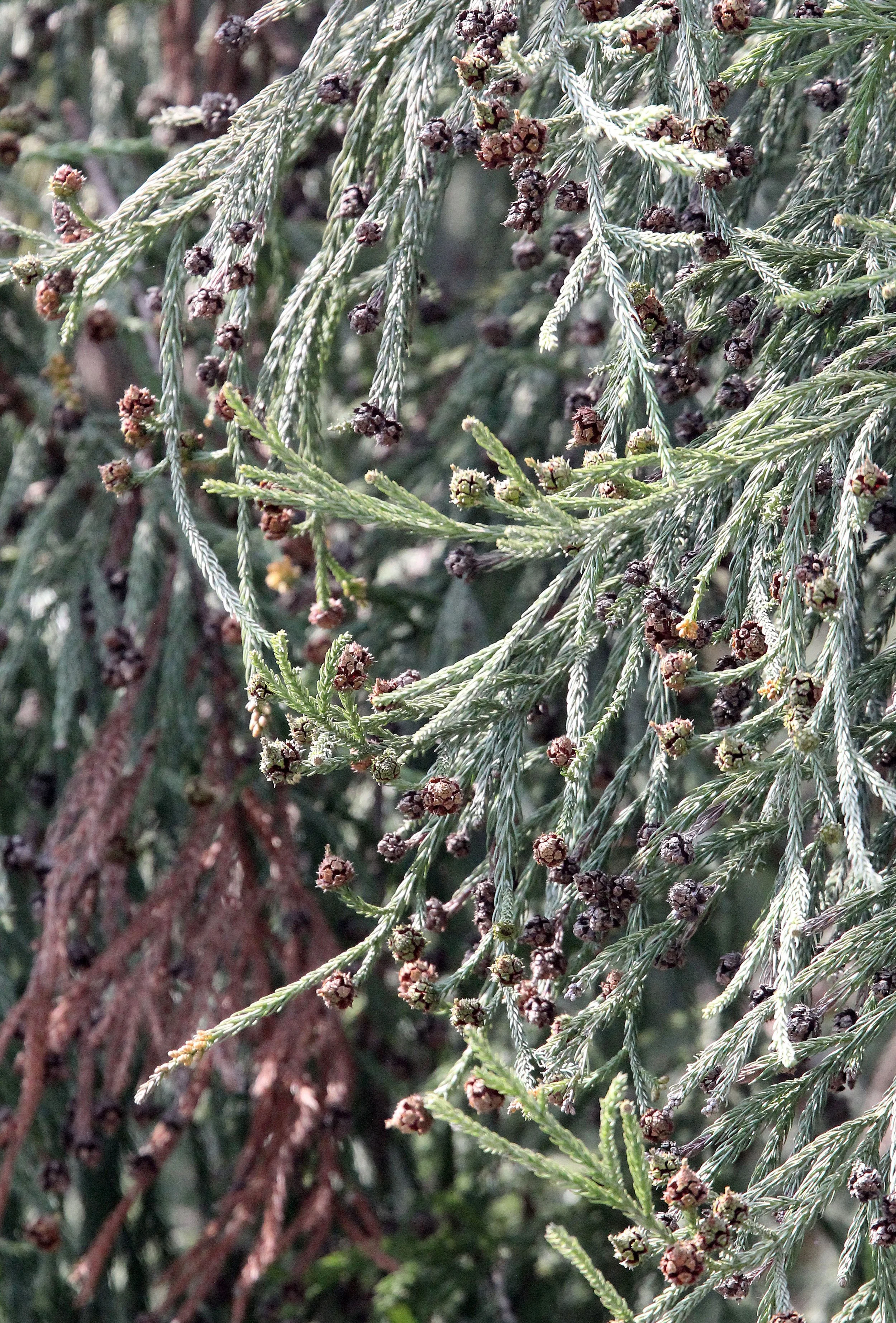 TANGJIAHE NATURE RESERVE, SICHUAN CHINA.JPG