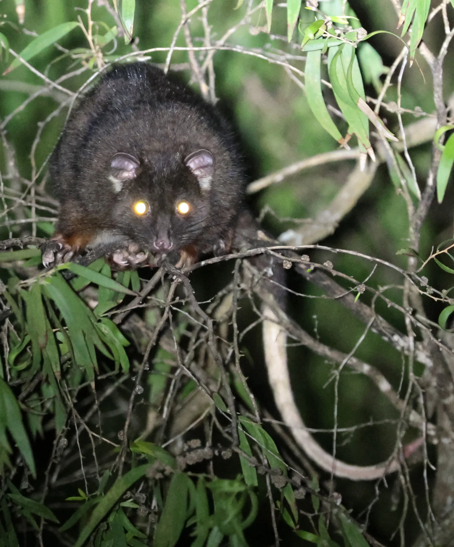Western Ring-tailed Possum (Pseudocheirus occidentalis) Possum Spotlighting Trail, Brusselton - Western Australia