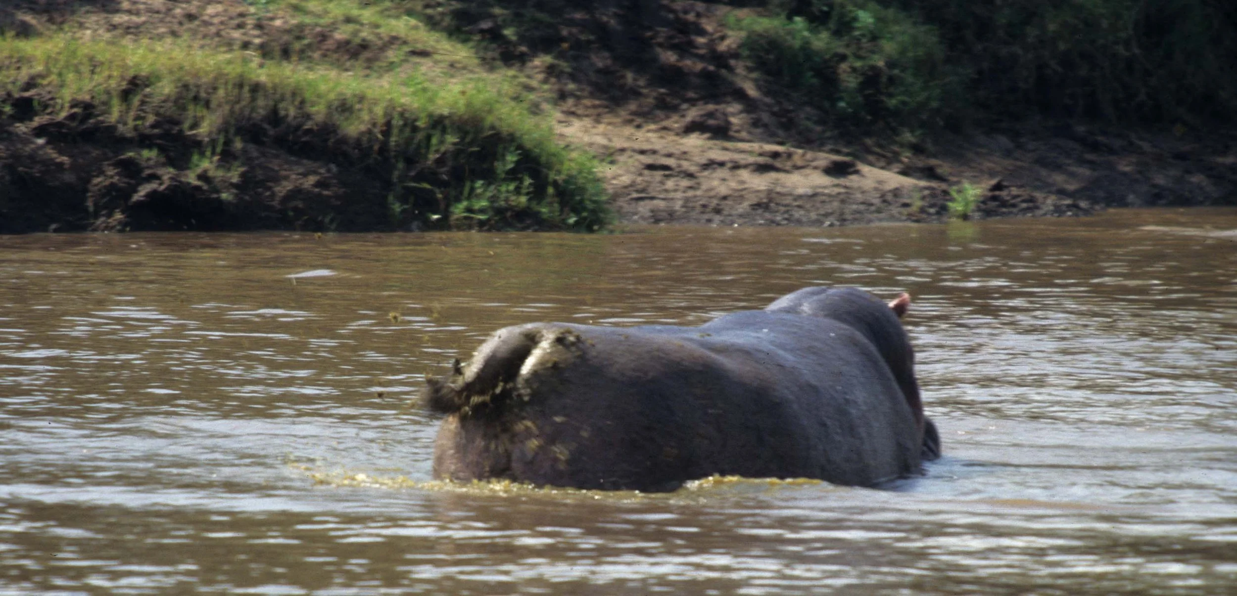 HIPPO- SERENGETI POOPER 5.jpg