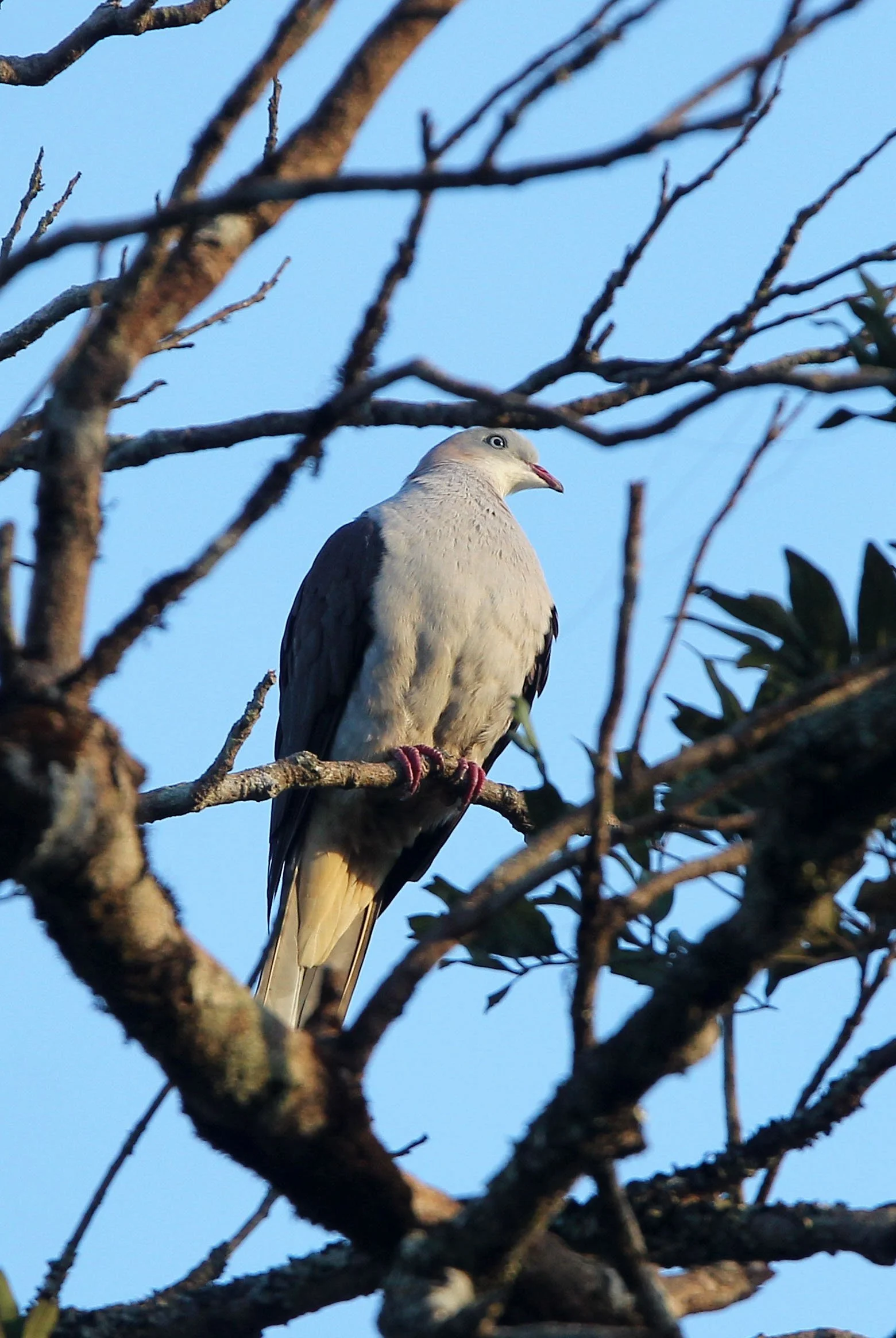 Mountain Imperial-Pigeon (Ducula badia) Kaeng Krachan NP Thailand (12).JPG