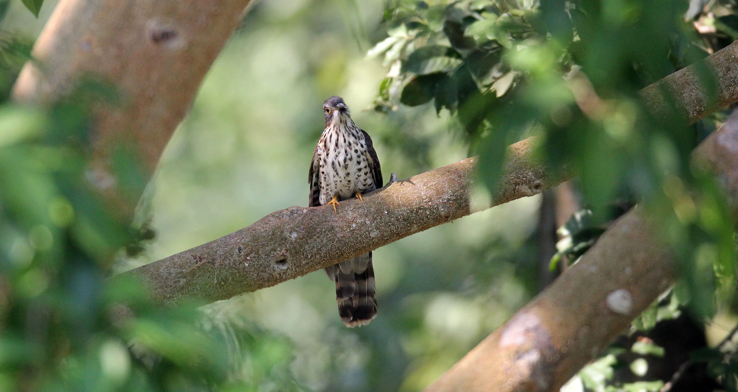 Large Hawk-cuckoo (Hierococcyx sparveroides) Huai Kha Khaeng NWR Thailand (18).JPG