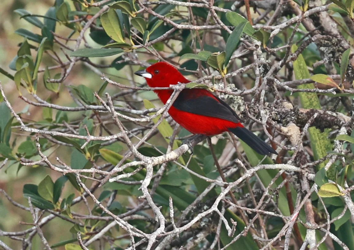Brazilian tanager (Ramphocelus bresilia) Superagüi National Park, Brazil (1).jpg