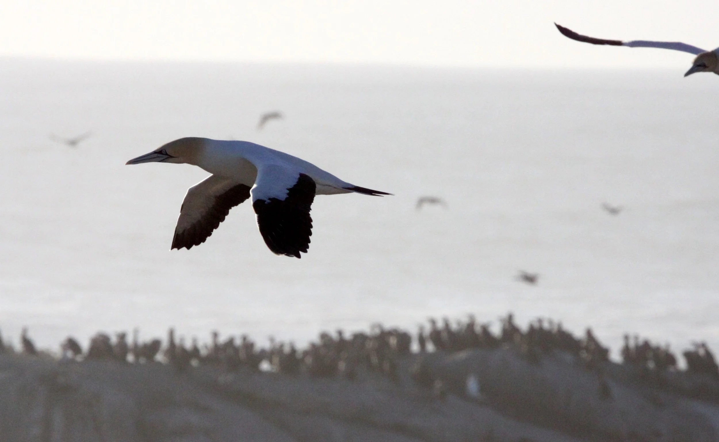 Cape gannet (Morus capensis) Lambert's Bay South Africa (23).JPG