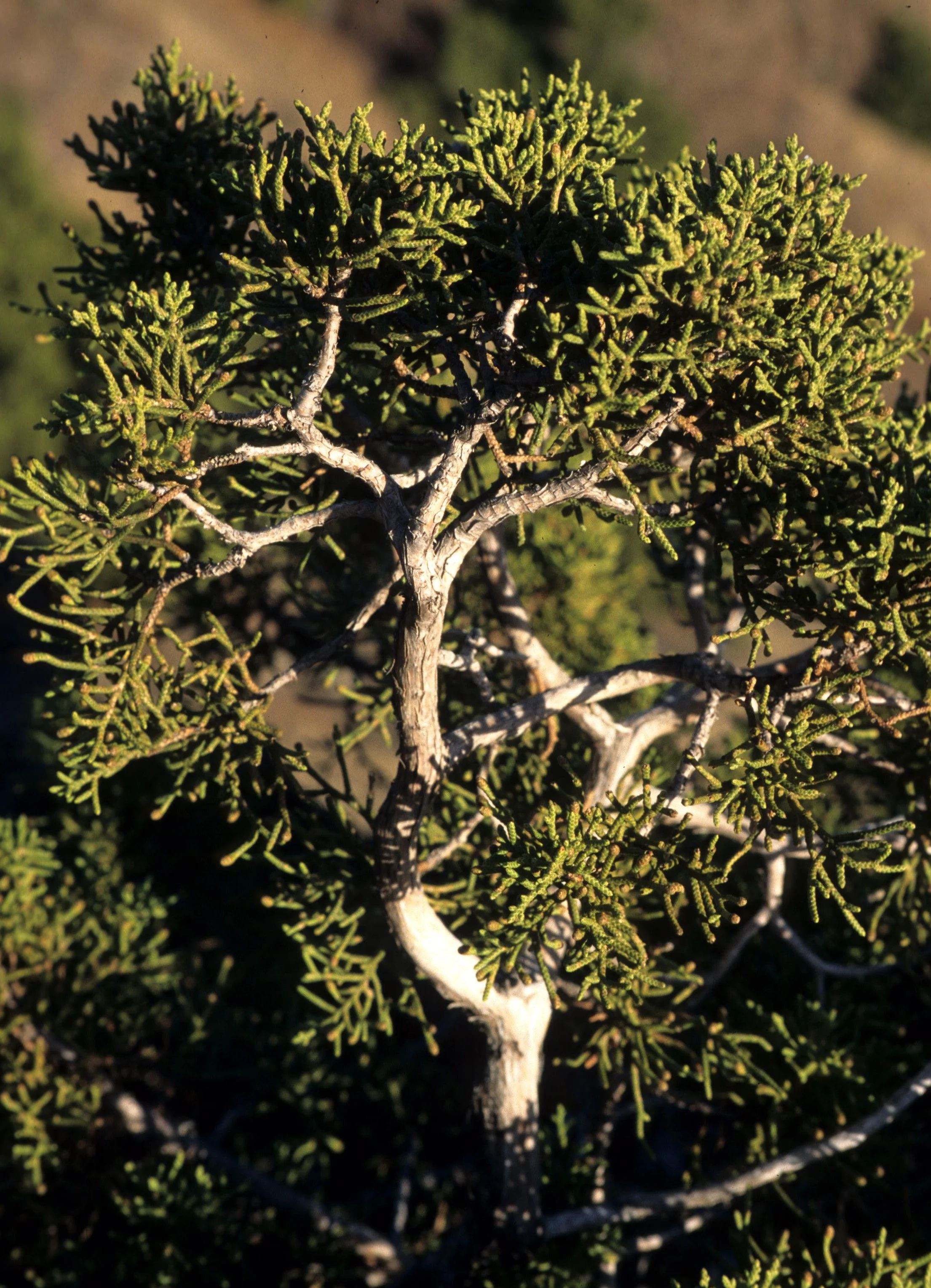 CALIFORNIA - MOUNT DIABLO - PLANT SPECIES E.jpg