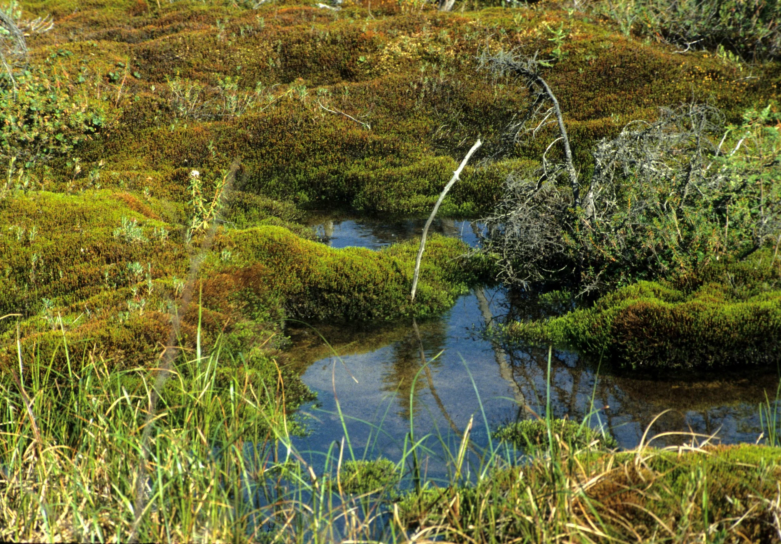 ALASKA - DENALI NP - TUNDRA BIOME.jpg