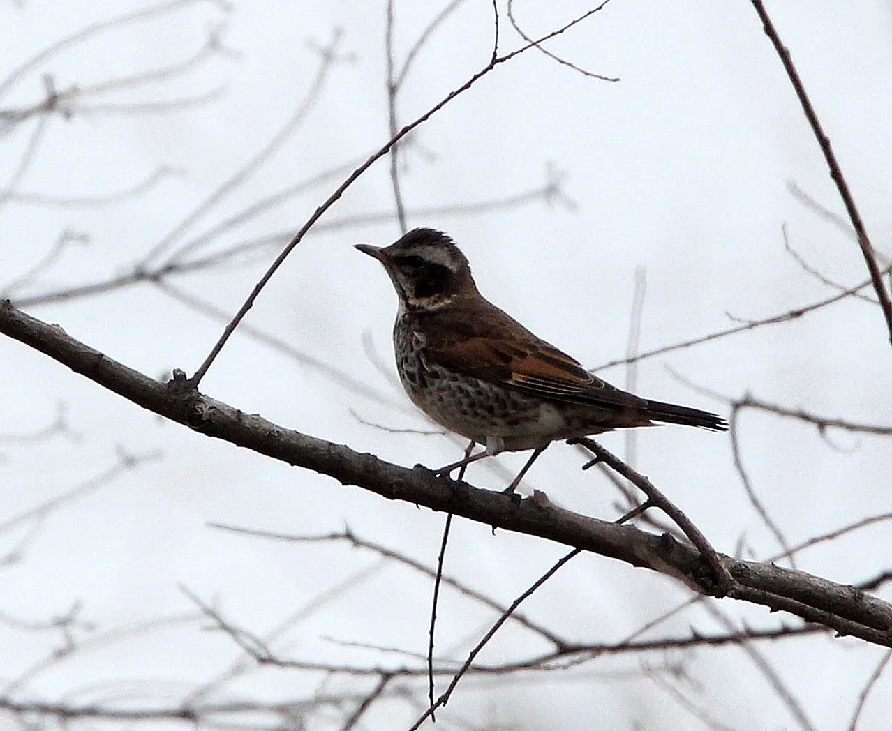 Dusky Thrush (Turdus eunomus) Binjiang Forest Park Shanghai (3).JPG