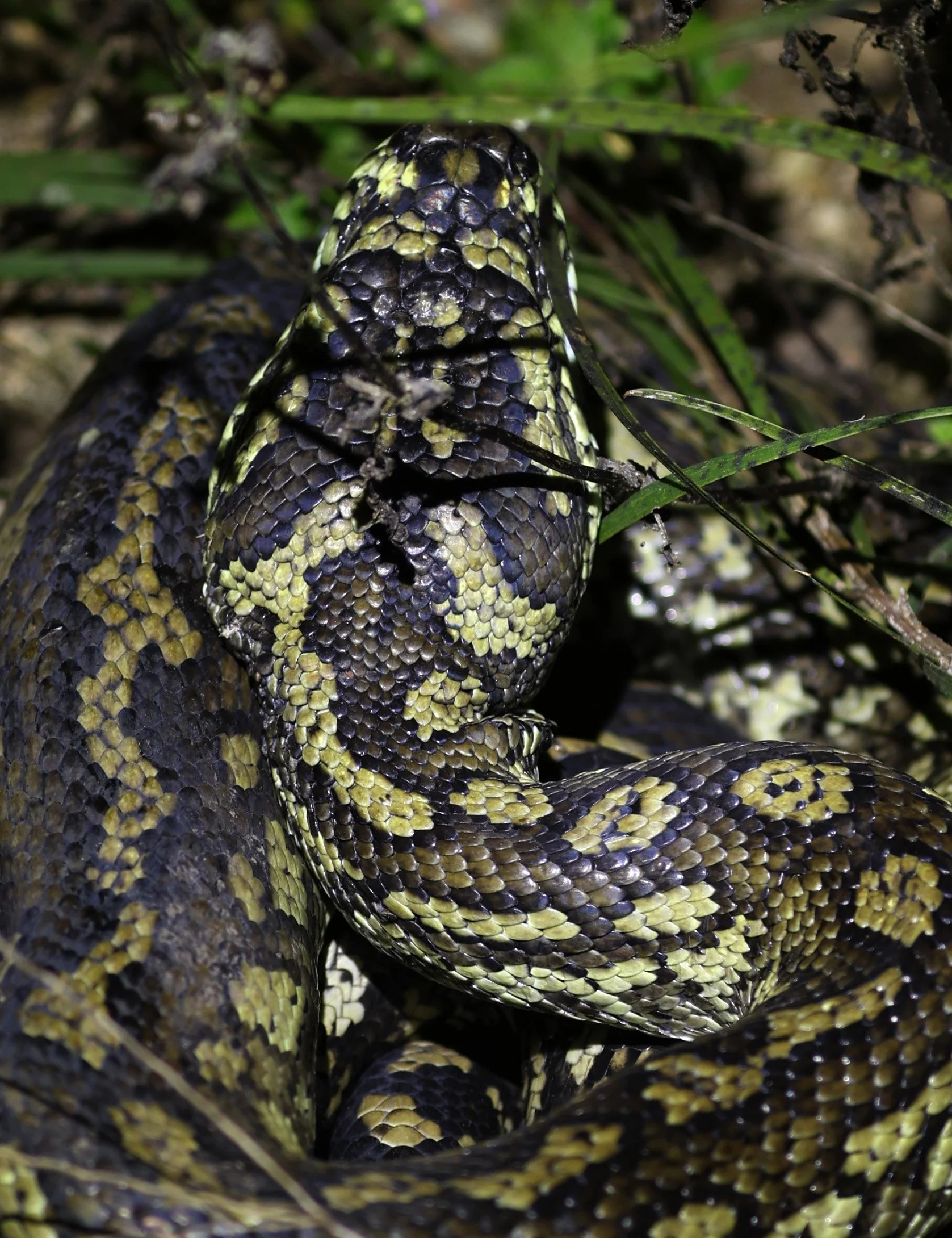 Carpet Python (Morelia spilota) Mount Hypipamee Crater NP & Vicinity - Queensland (24).jpg