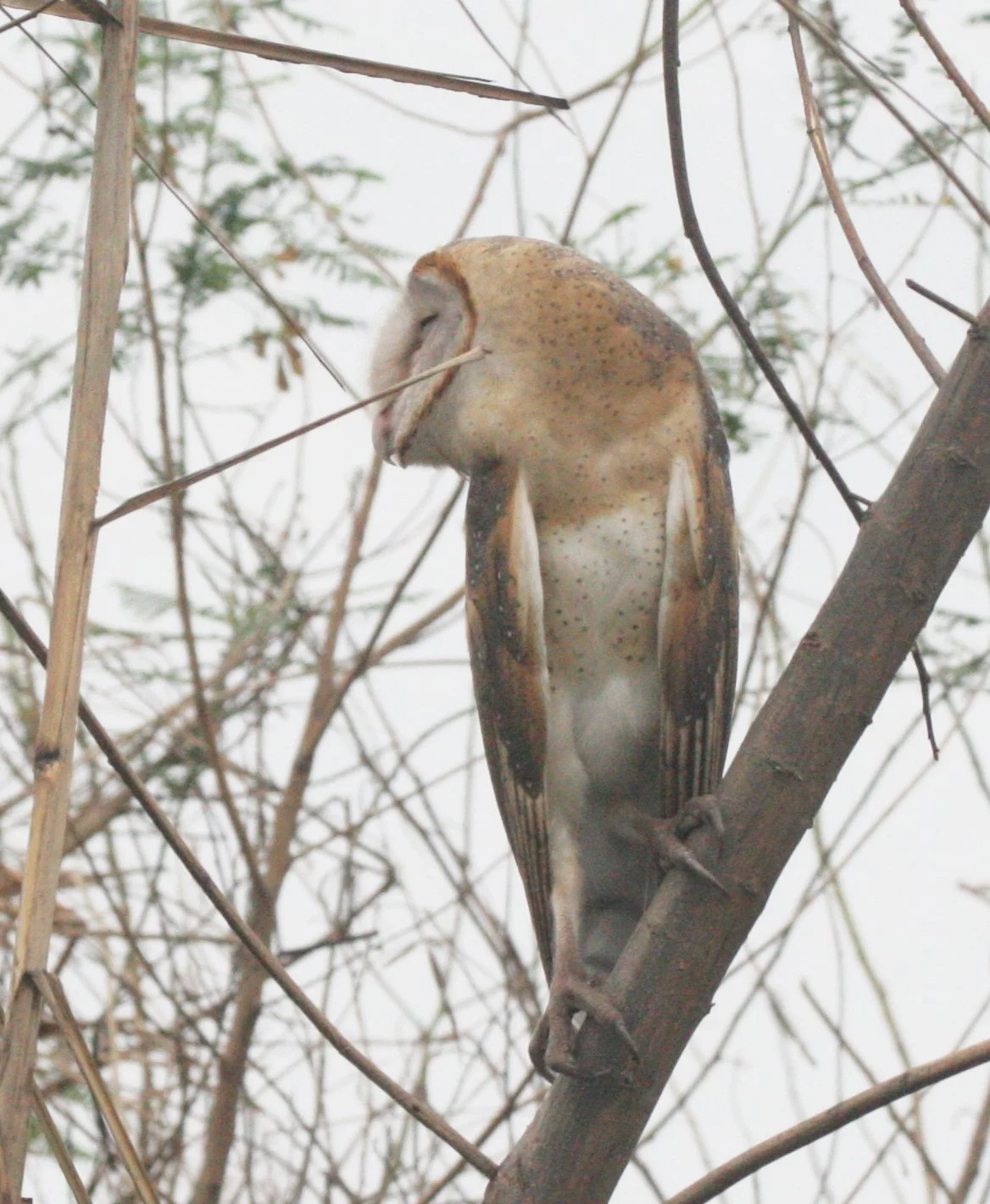 Tyto alba - BARN OWL - BUENG BORAPHET THAILAND (7).JPG