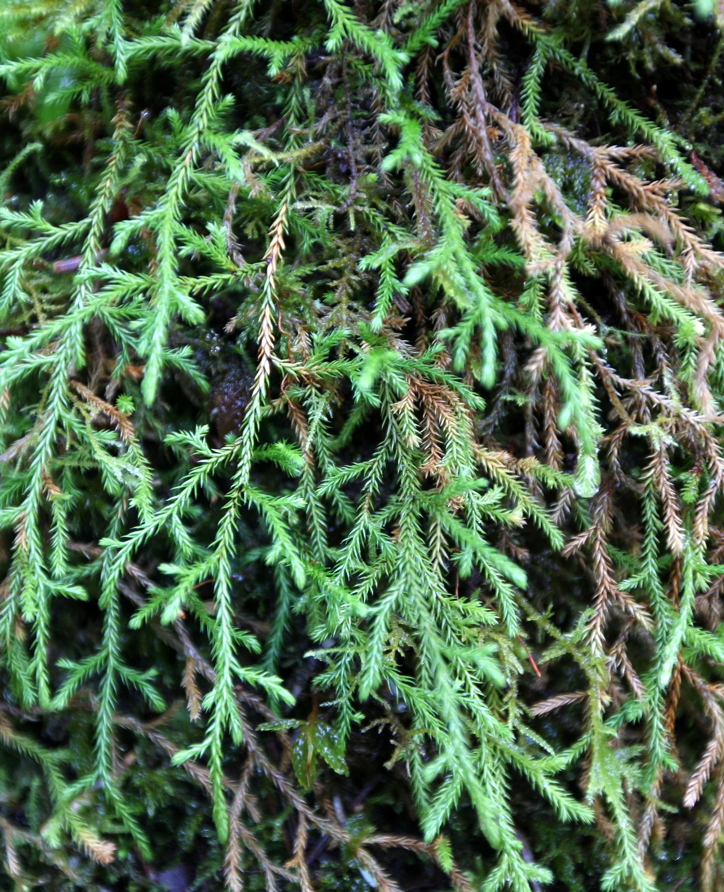 HOH RAINFOREST WA (46).JPG