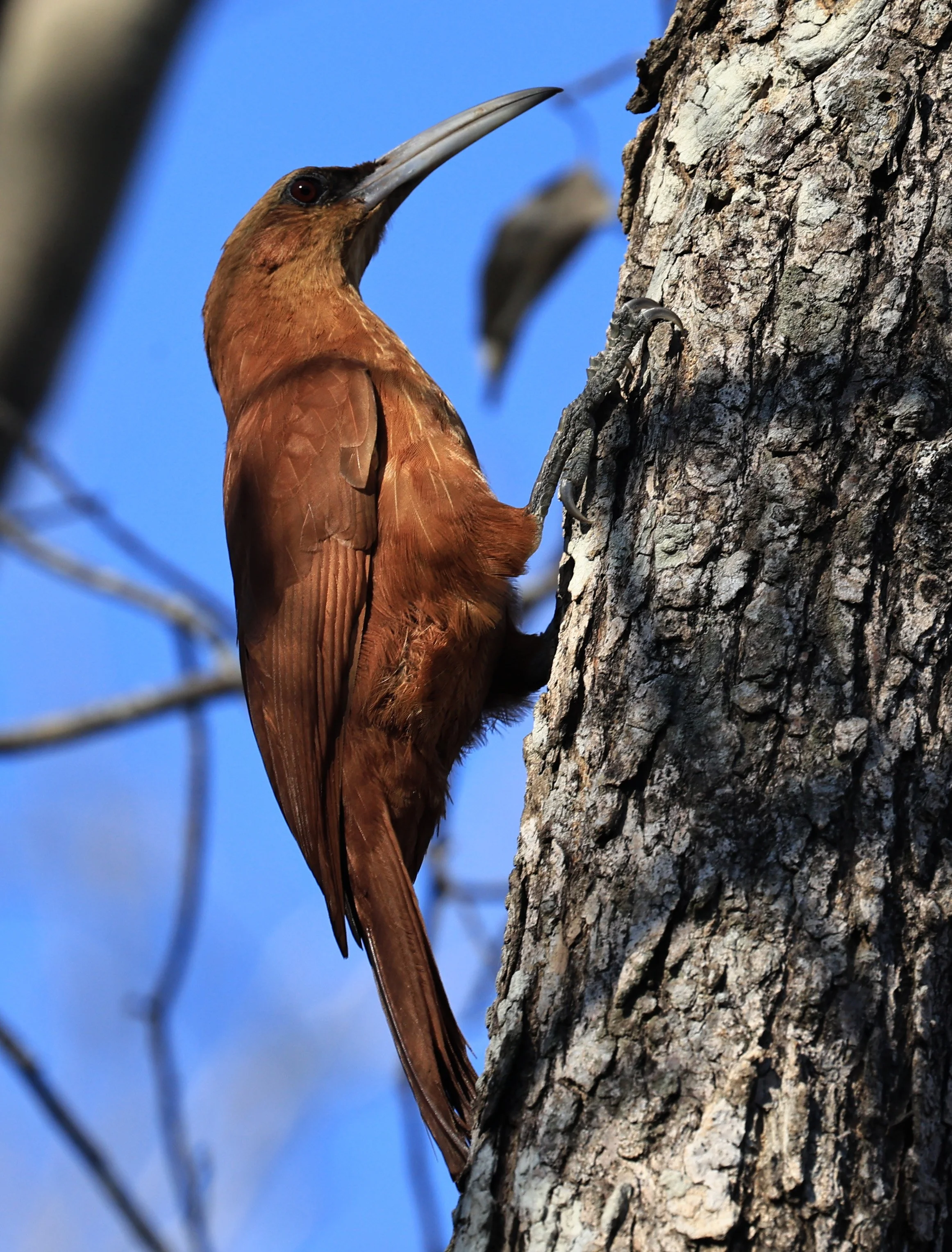 Great Rufous Woodcreeper (Xiphocolaptes major) Agua Dulce Paraguay (12).jpg