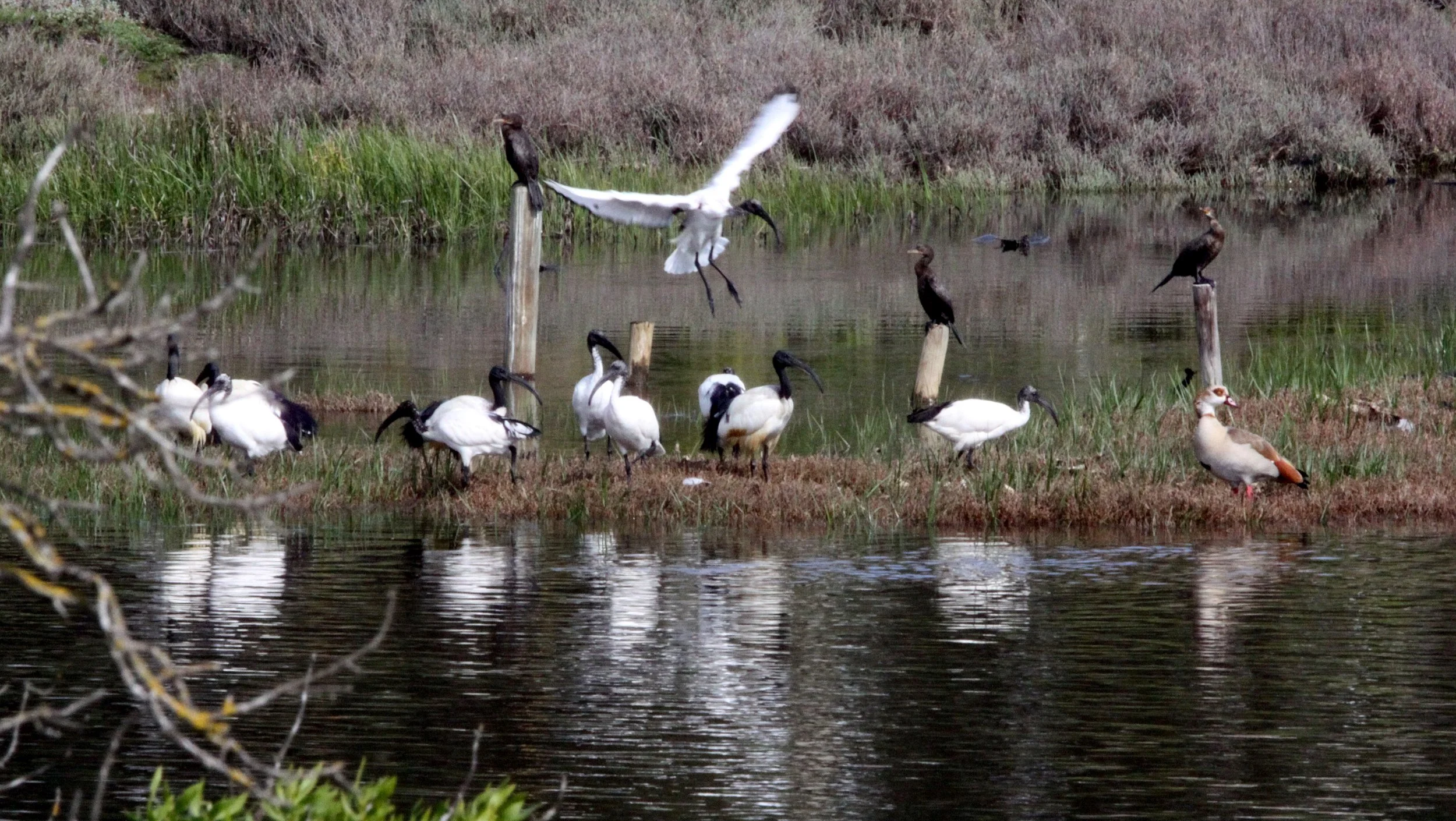 IBIS - AFRICAN SACRED IBIS - Threskiornis aethiopicus - ELAND'S BAY SOUTH AFRICA (1).JPG