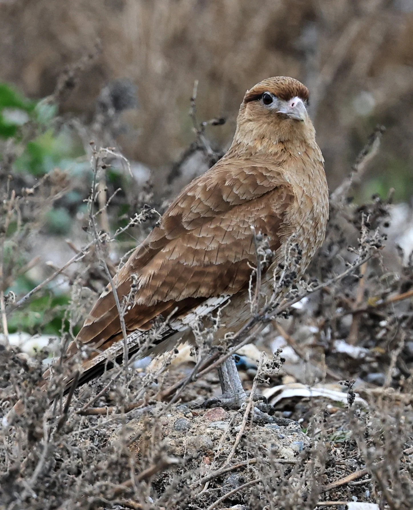 Chimango Caracara (Daptrius chimango) Lagunas del Ornitólogo, Trelew Argentina (29).jpg
