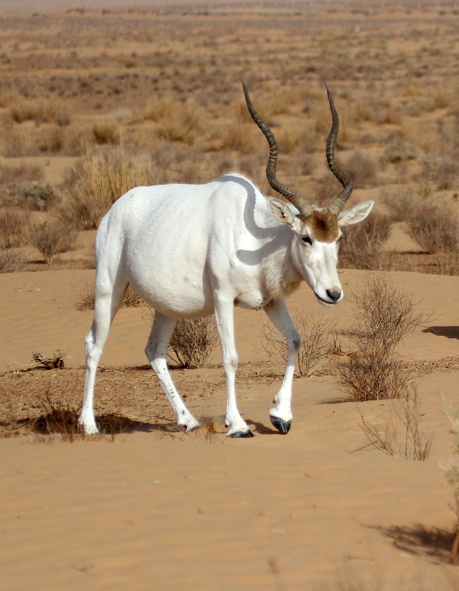ADDAX - Addax nasomaculatus - JEBIL NATIONAL PARK TUNISIA (169).JPG