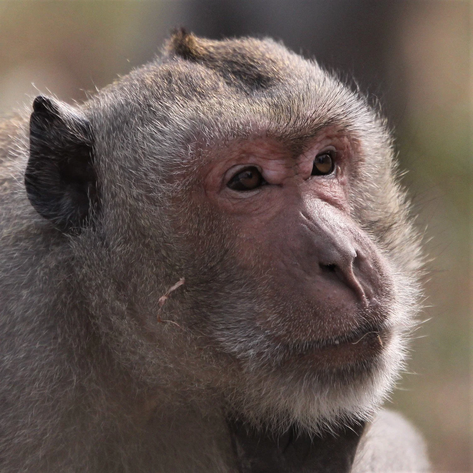 Although I have never seen Long-tailed Macaques in Kaeng Krachan, they are common in areas around the complex.  This individual was seen at Khao Sam Roi Yod, where they are very common.  Their tail is notably long, typically measuring 50–60 cm, which